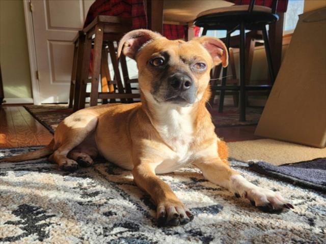 Enlarge ORION, a Adoptable Terrier in Hagerstown, MD image 1/1