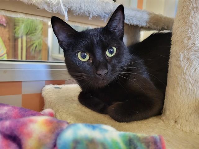DIANA, Adoptable, Young Female Domestic Short Hair.