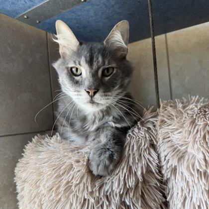 Enlarge Tigger, a Adoptable mixed breed in Farmers Branch, TX image 1/1