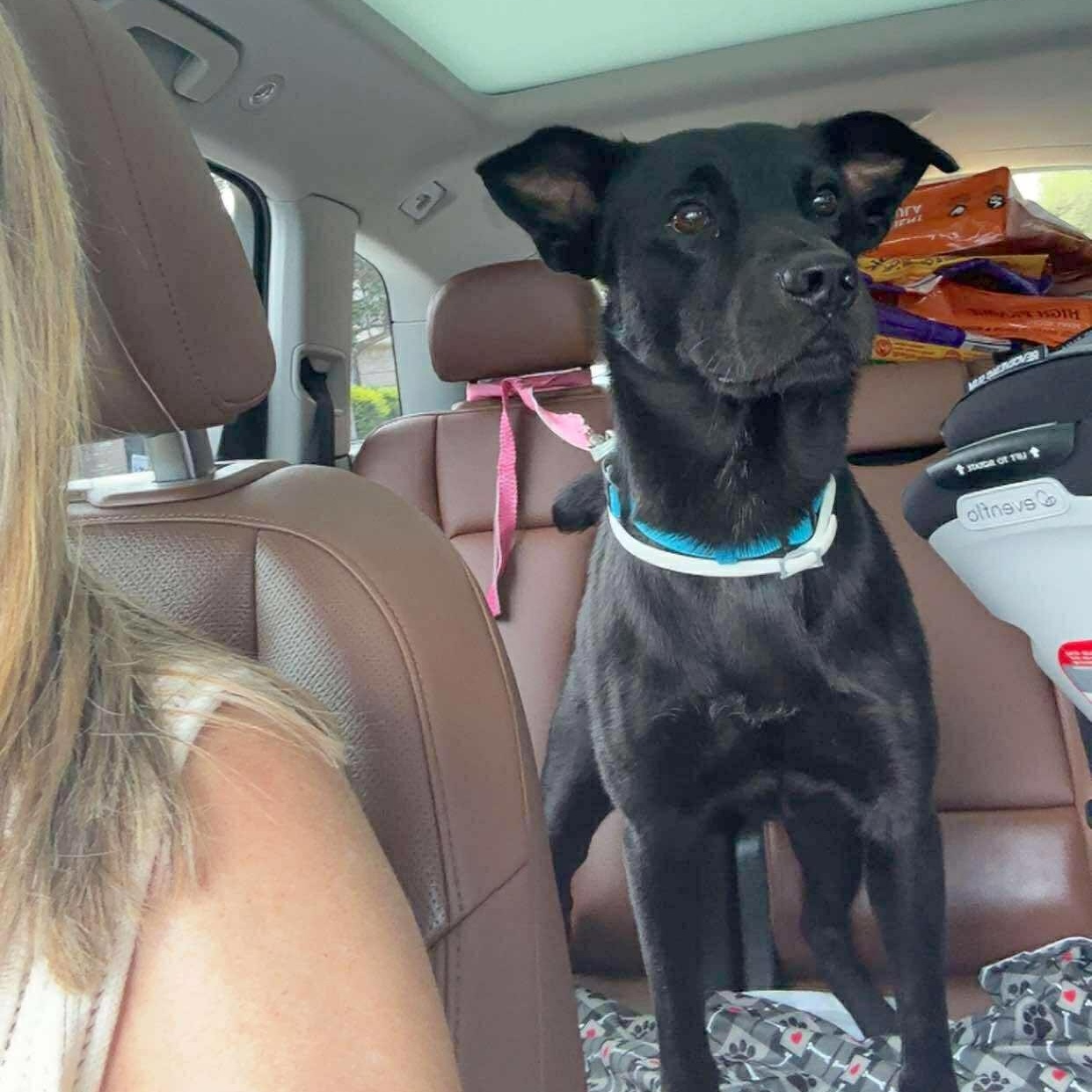 Luke, Adoptable, Adult Male Kai Dog.