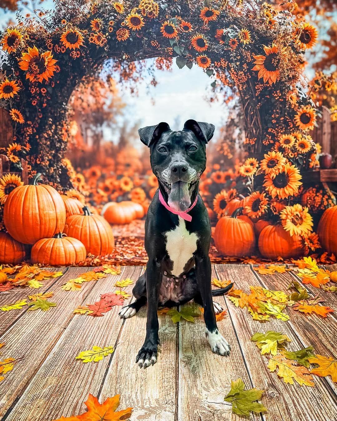 Bella, Adoptable, Adult Female Black Labrador Retriever.