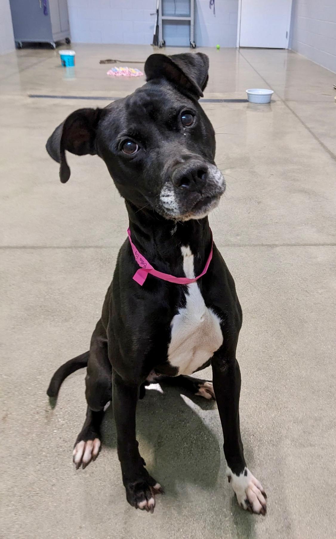 Bella, Adoptable, Adult Female Black Labrador Retriever.