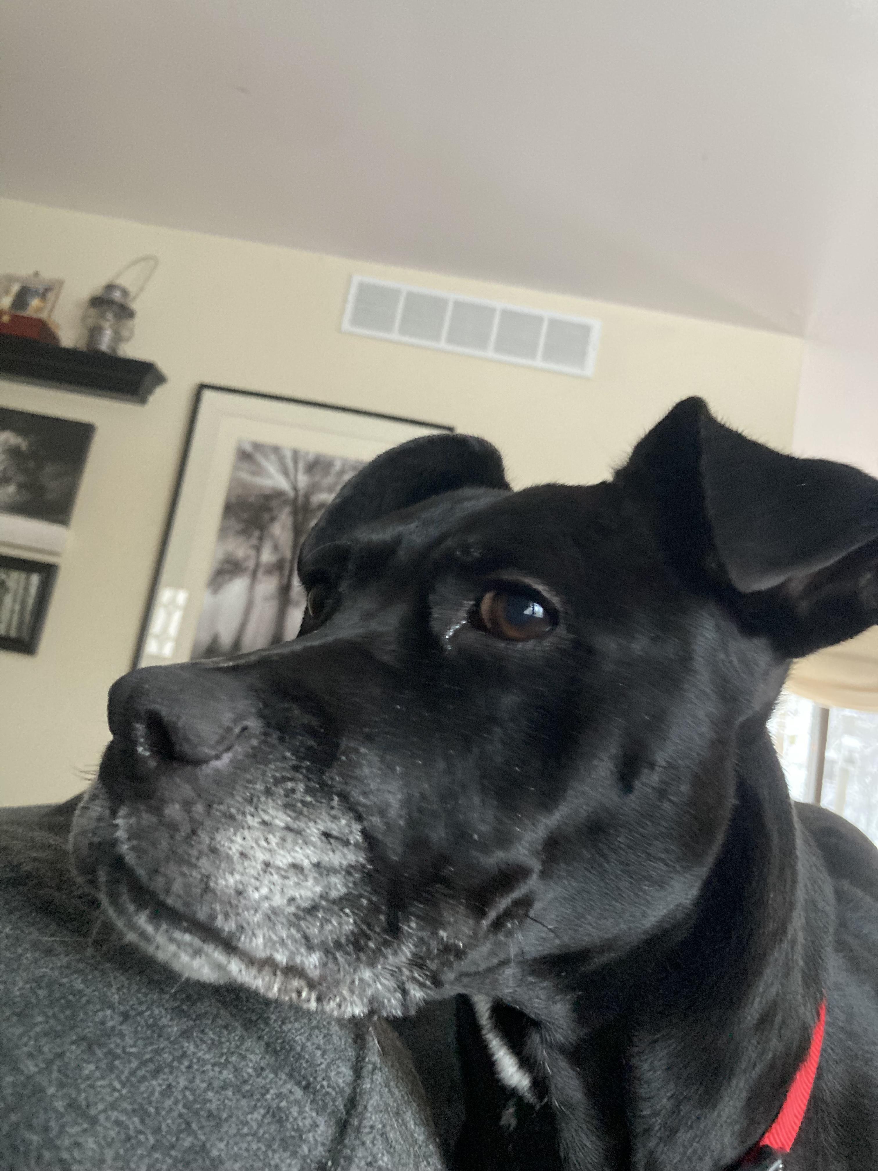 Bella, a Adoptable mixed breed in Cincinnati, OH image 2/6