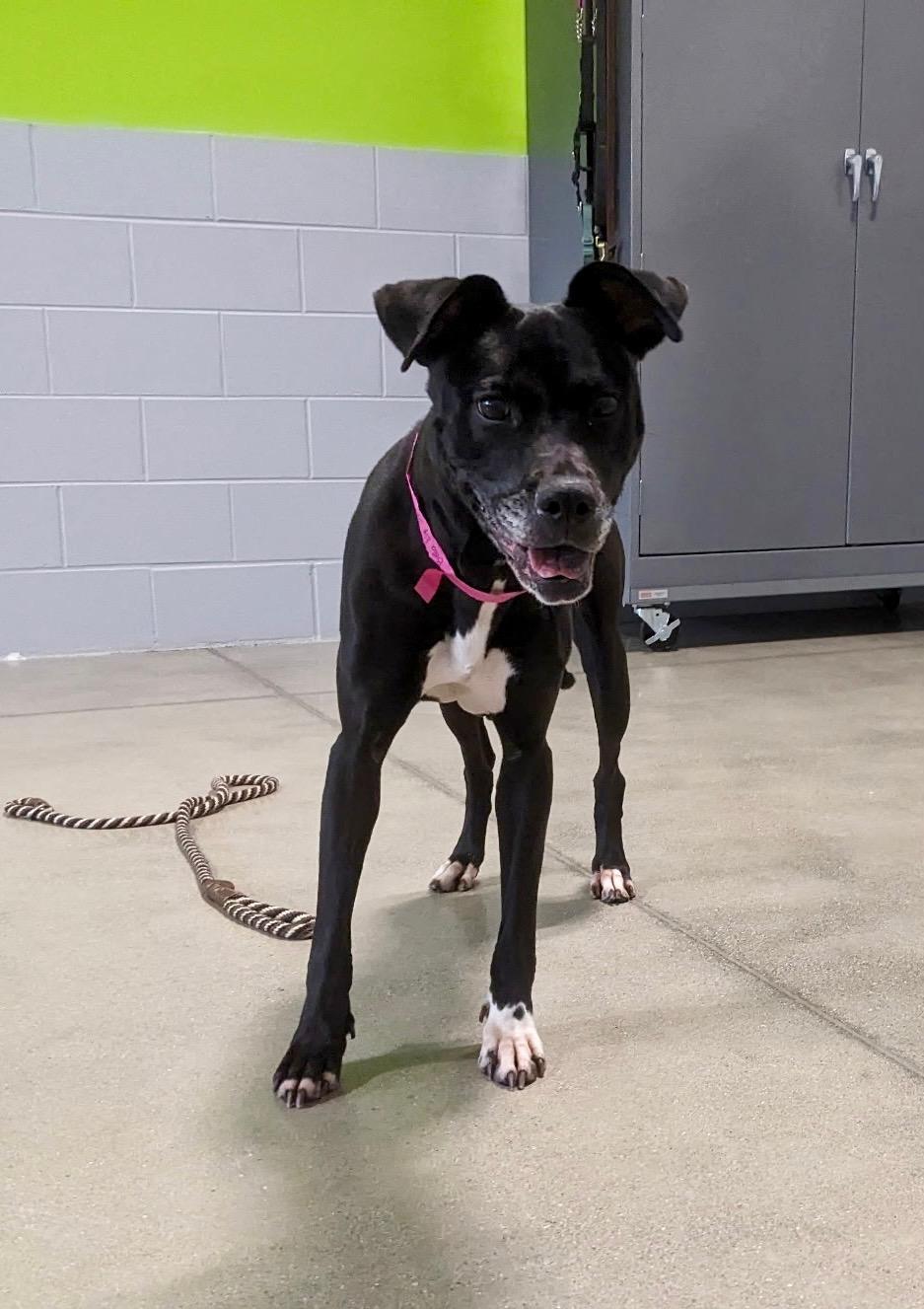 Bella, a Adoptable mixed breed in Cincinnati, OH image 5/6