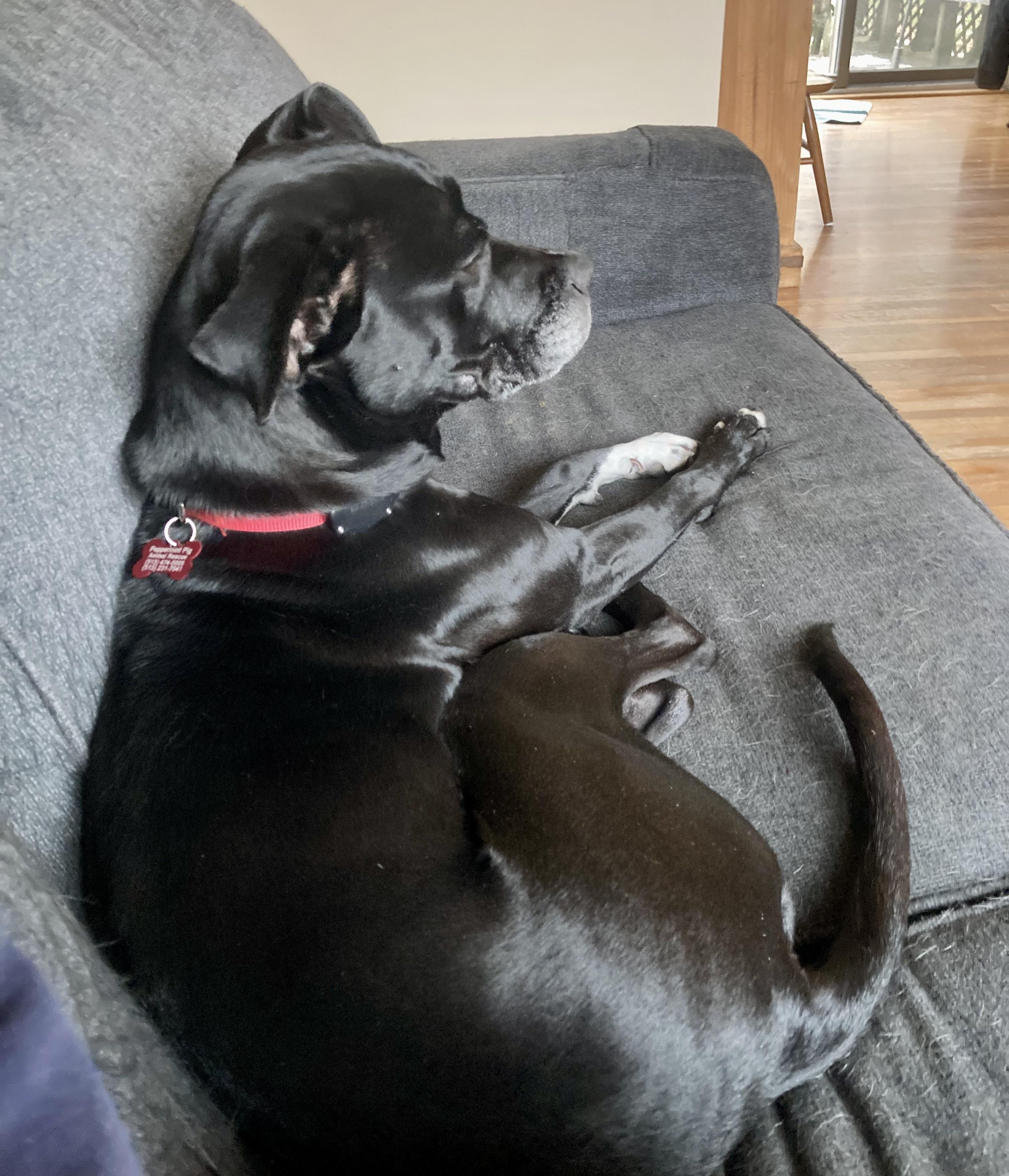 Bella, a Adoptable mixed breed in Cincinnati, OH image 3/6