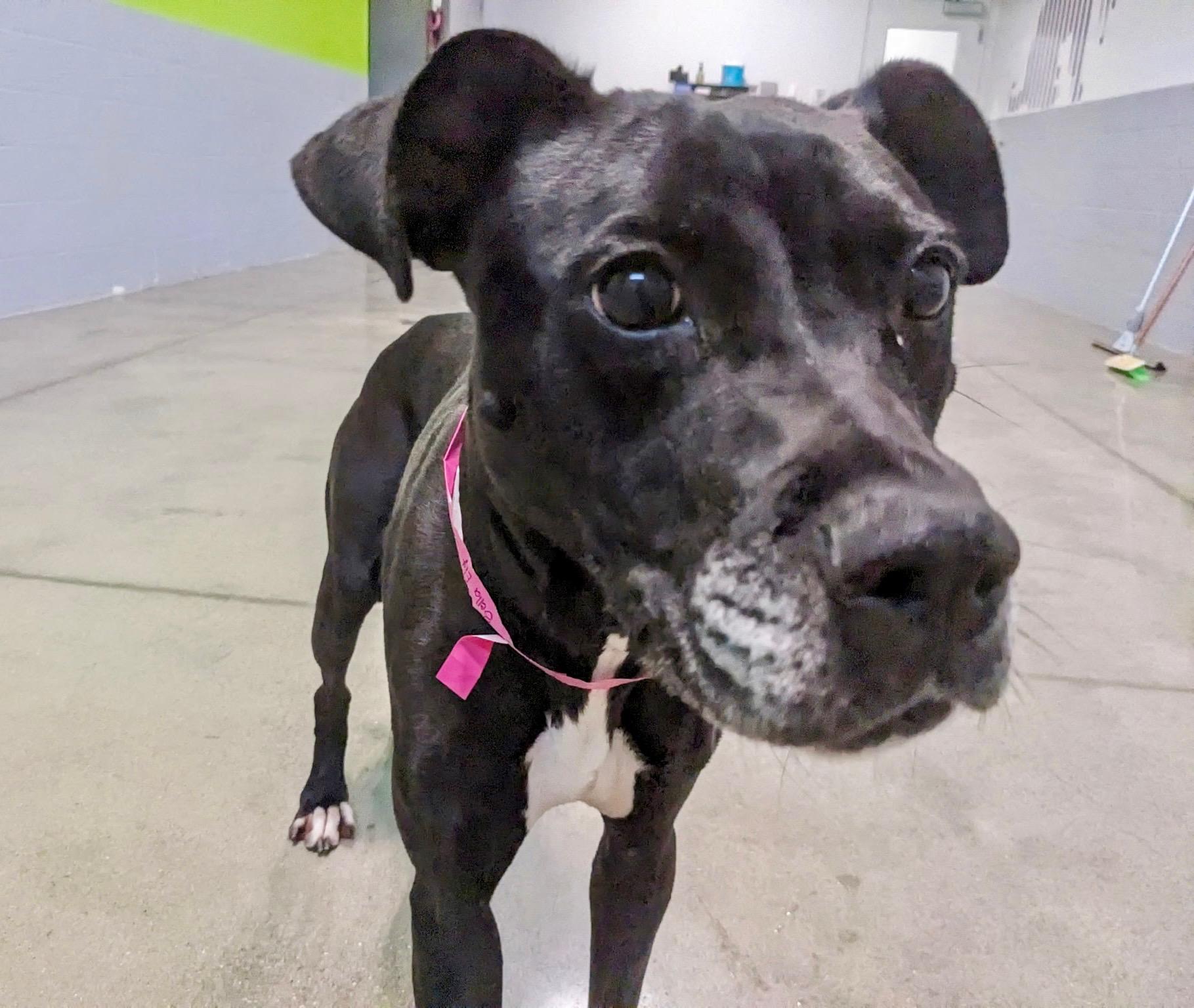 Bella, a Adoptable mixed breed in Cincinnati, OH image 3/6