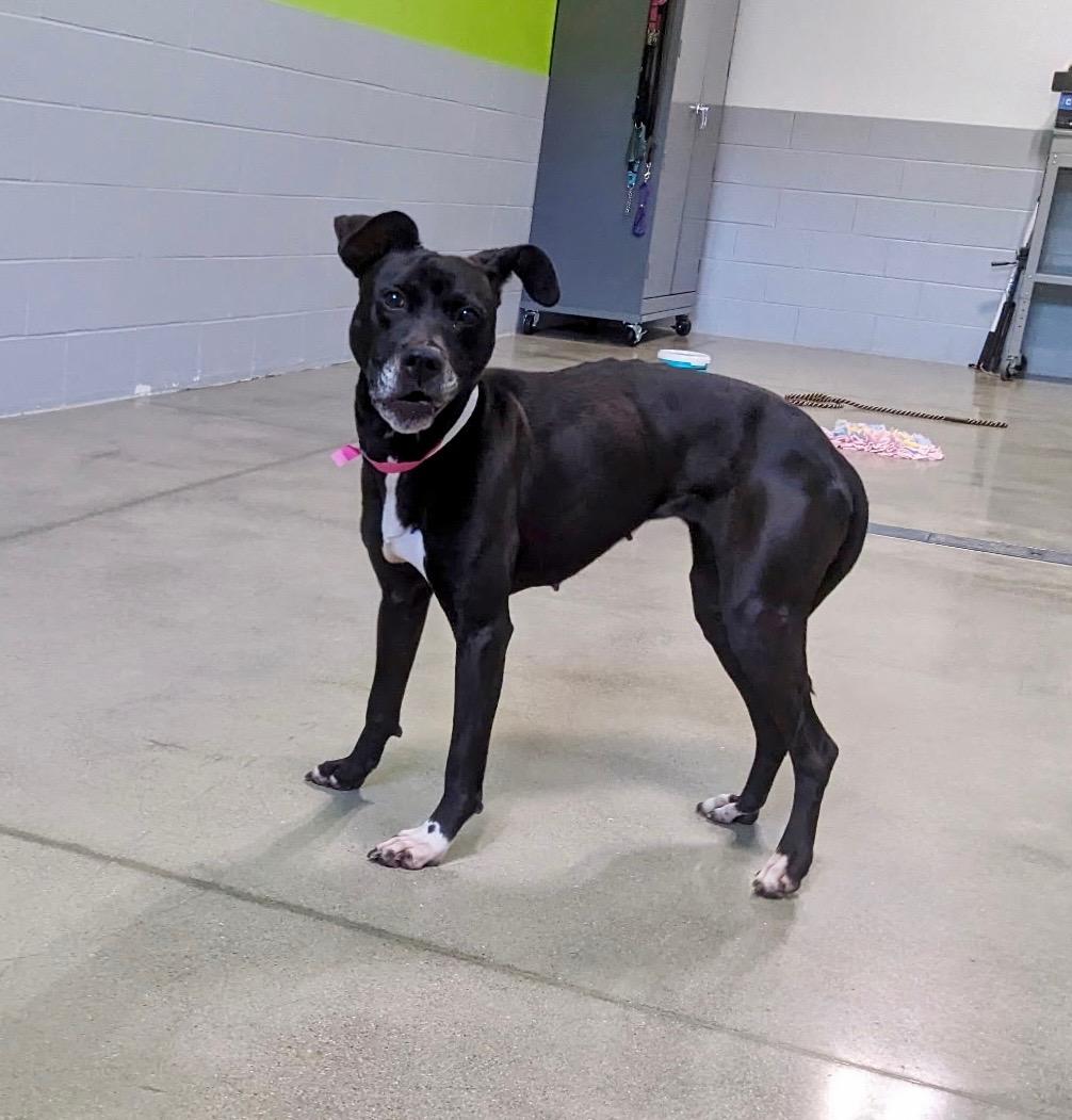 Bella, a Adoptable mixed breed in Cincinnati, OH image 4/6