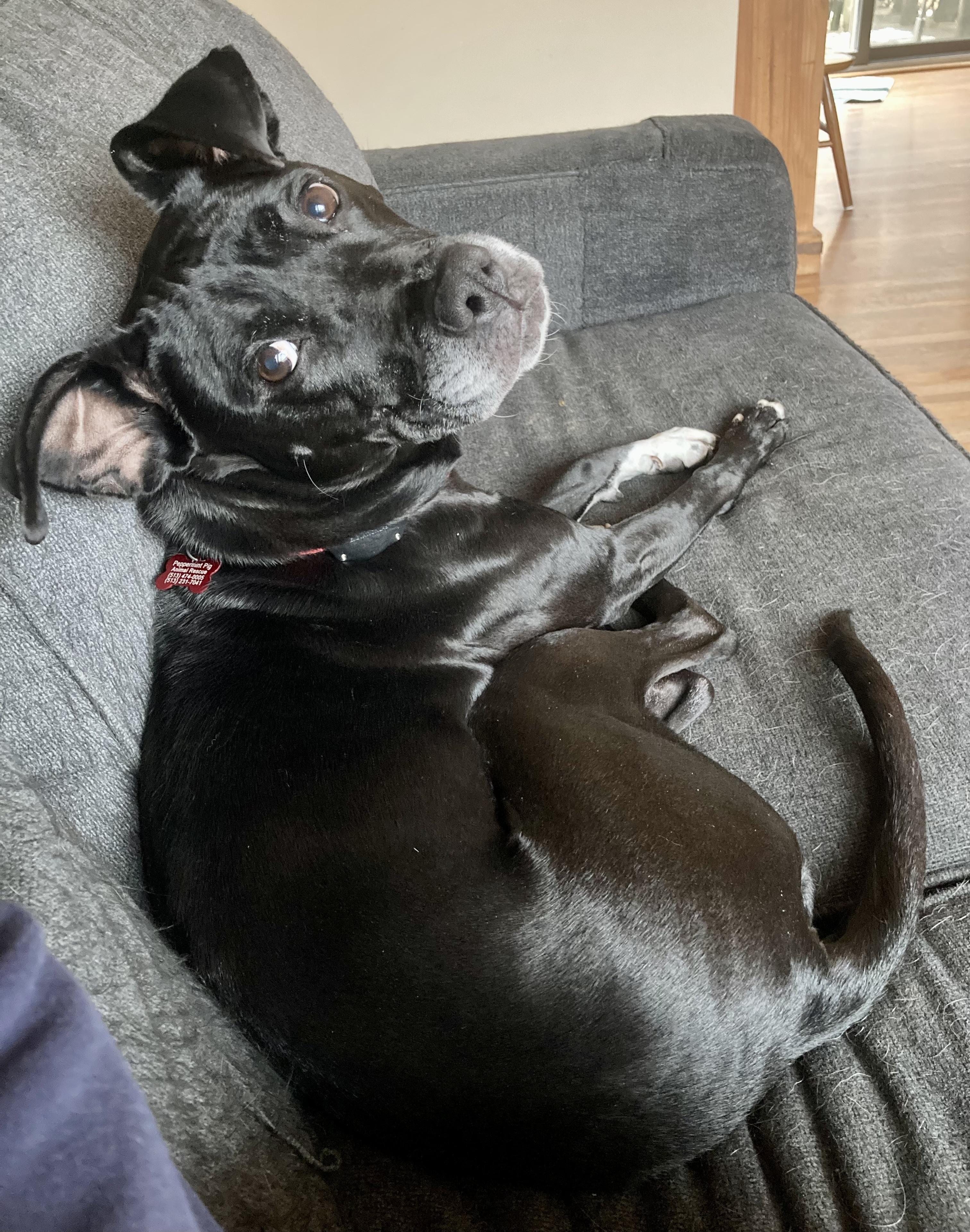 Bella, a Adoptable mixed breed in Cincinnati, OH image 4/6