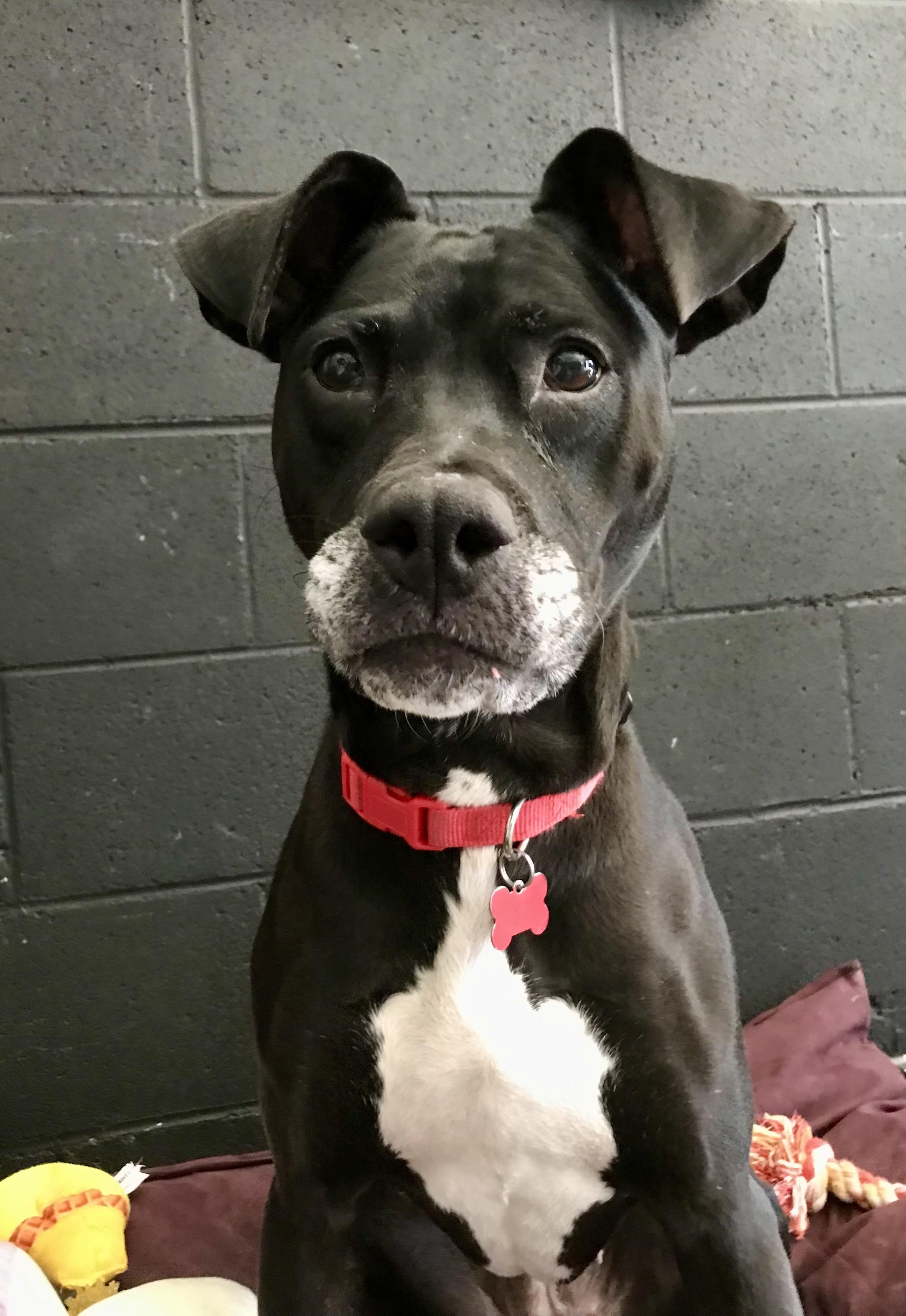 Bella, Adoptable, Adult Female Black Labrador Retriever.