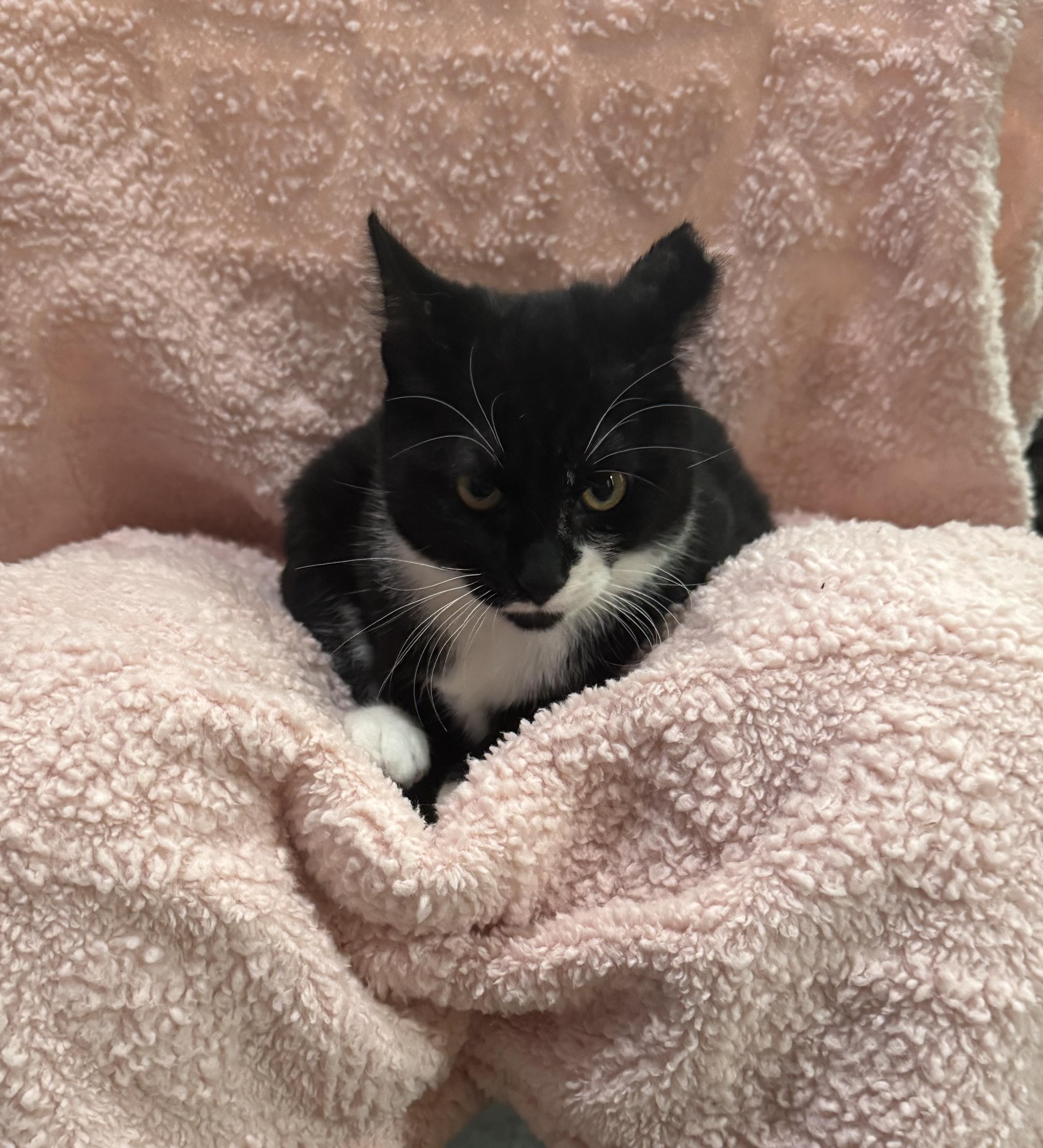 Enlarge Cosmo, a ADOPTABLE Domestic Short Hair in Vallejo, CA image 2/4