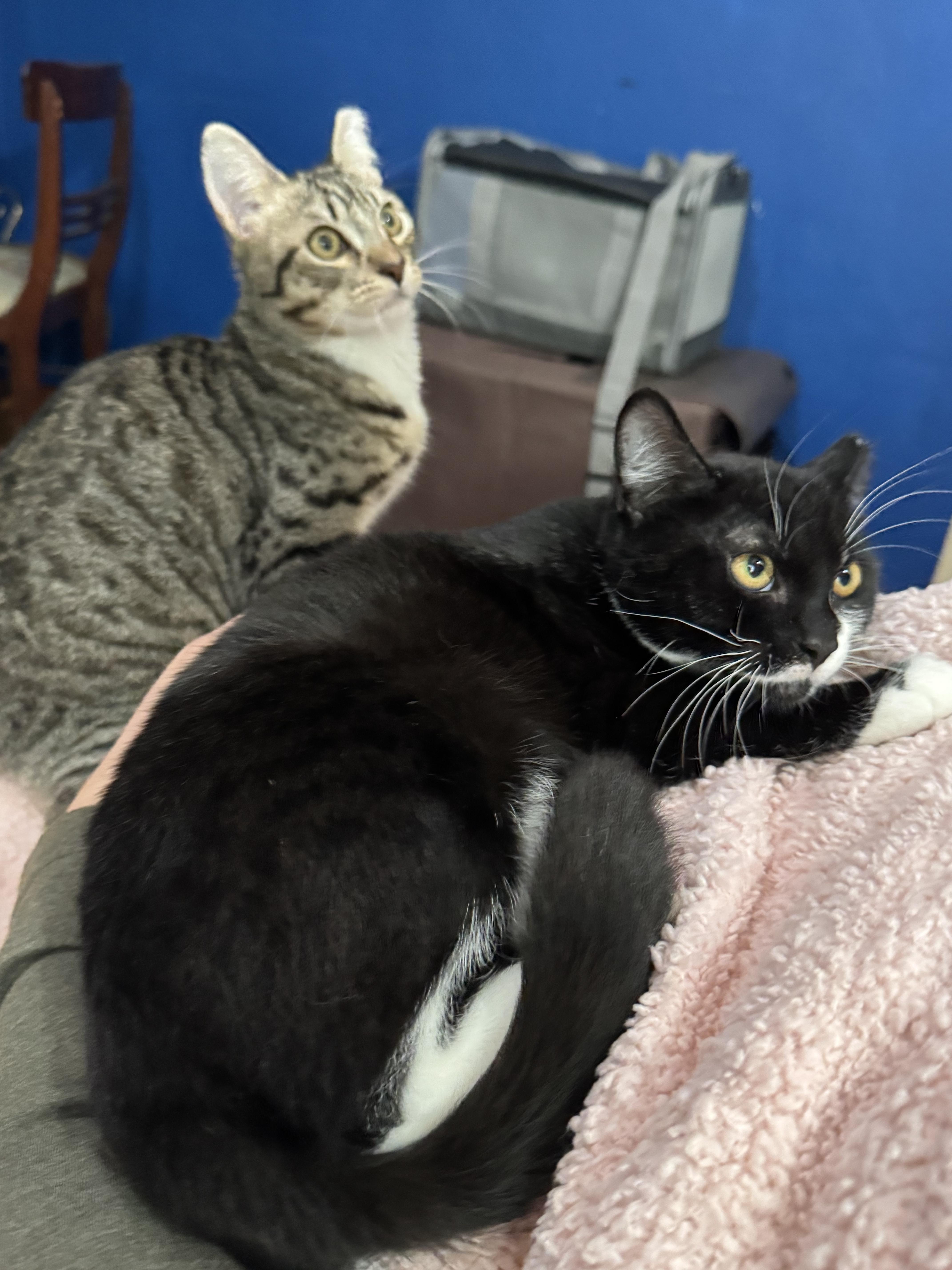 Enlarge Cosmo, a ADOPTABLE Domestic Short Hair in Vallejo, CA image 3/4