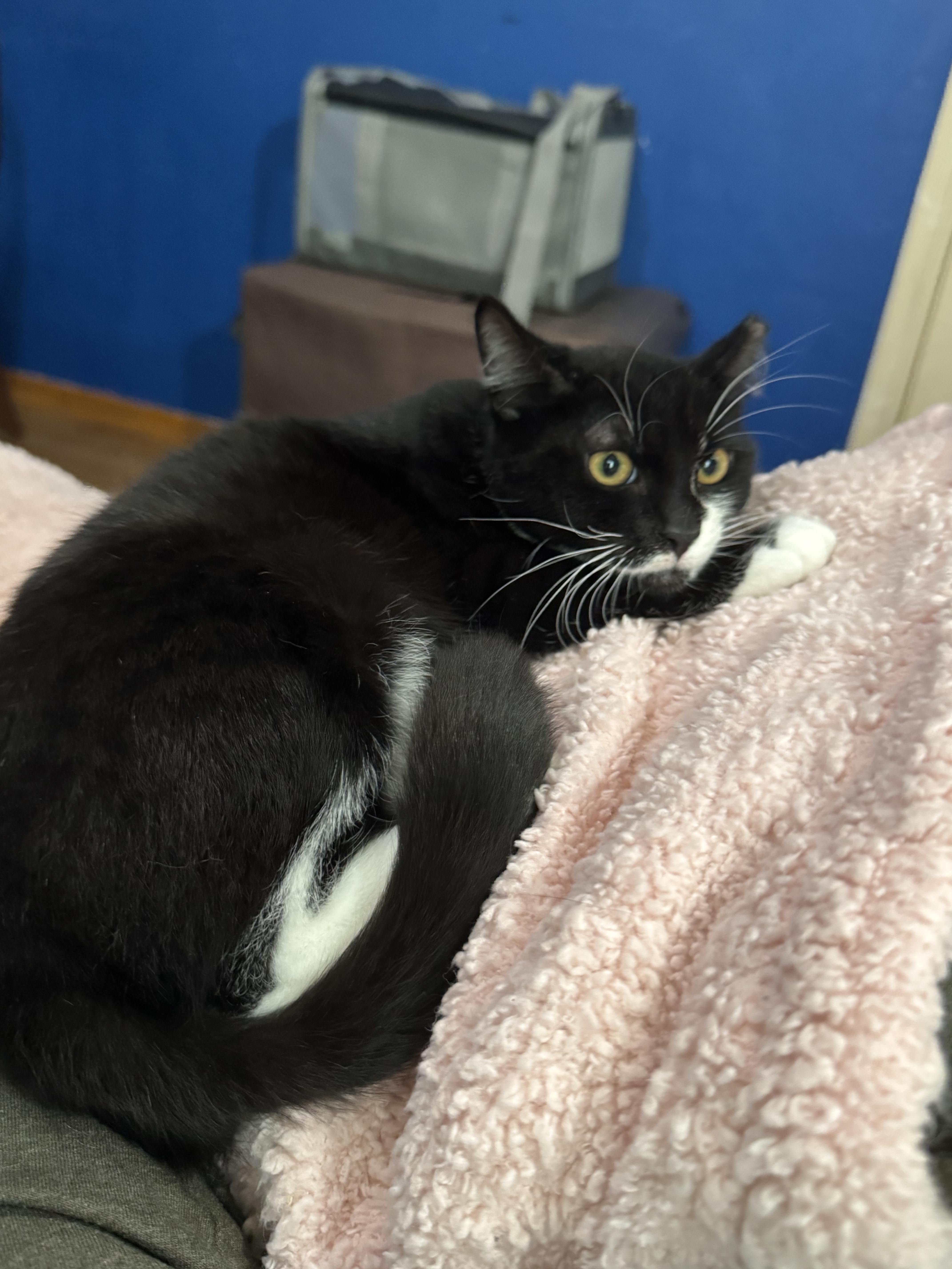 Enlarge Cosmo, a ADOPTABLE Domestic Short Hair in Vallejo, CA image 1/4