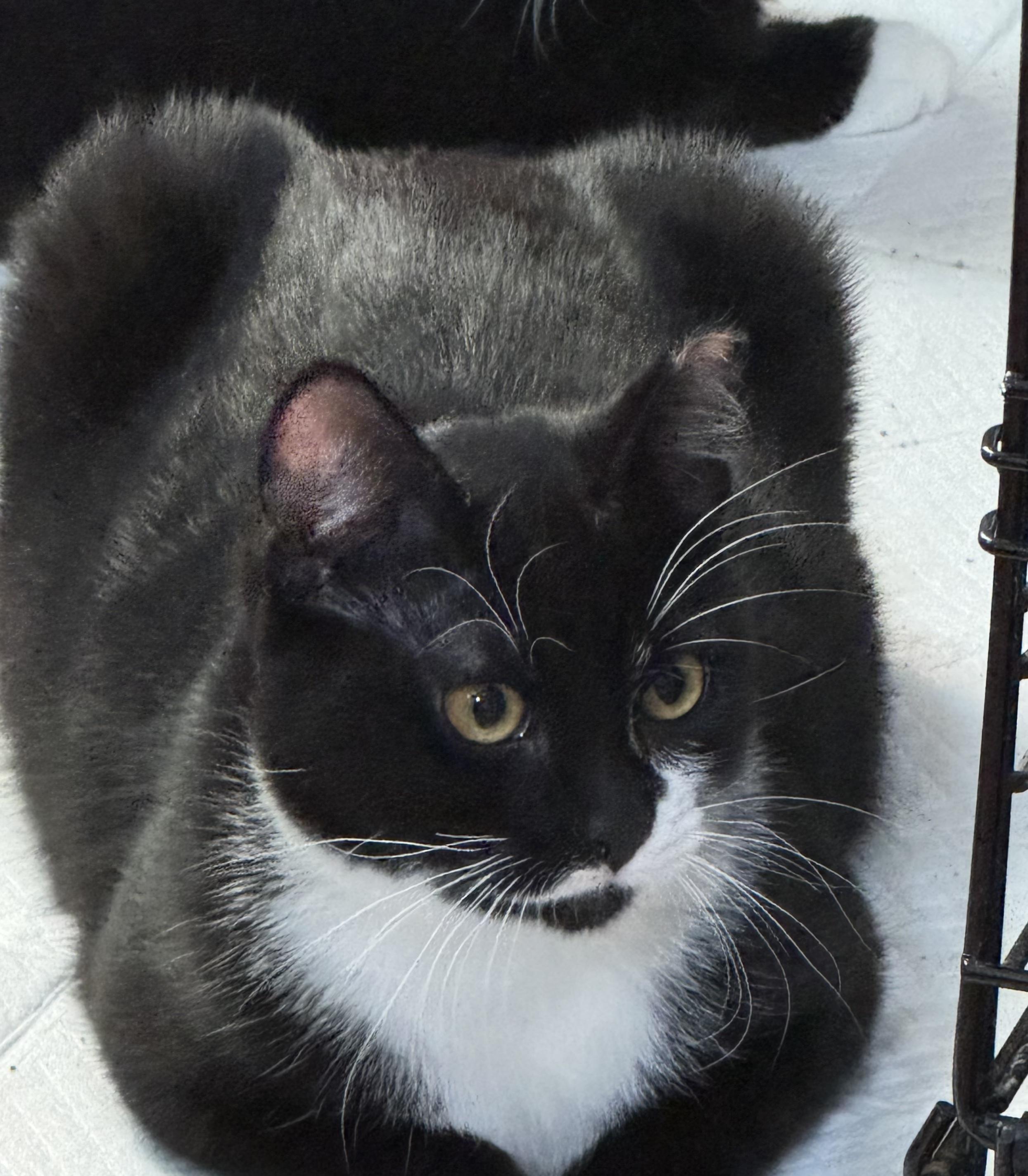 Enlarge Cosmo, a ADOPTABLE Domestic Short Hair in Vallejo, CA image 4/4