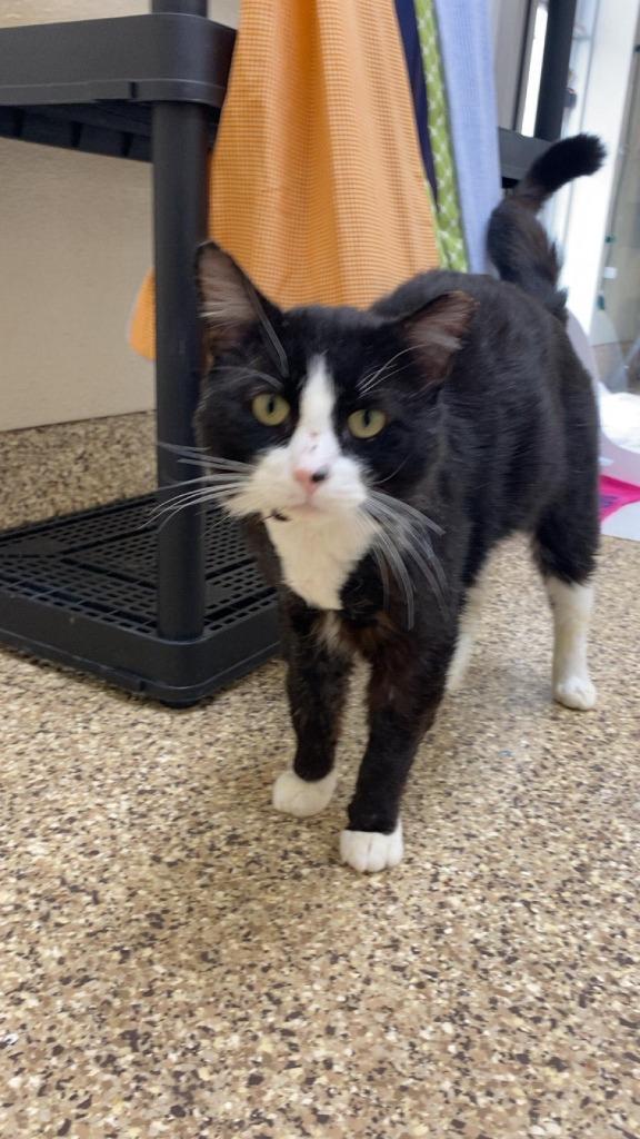 Panda, Adopted, Adult Male Domestic Short Hair.