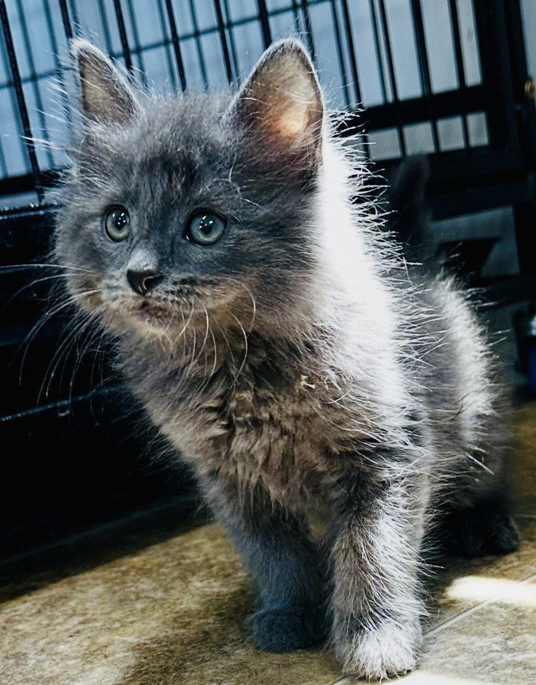 Fern, Adopted, Young Male Domestic Medium Hair.
