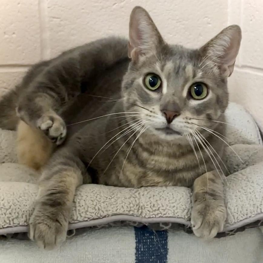 Tom, Adoptable, Adult Male Domestic Short Hair & Mixed Breed.