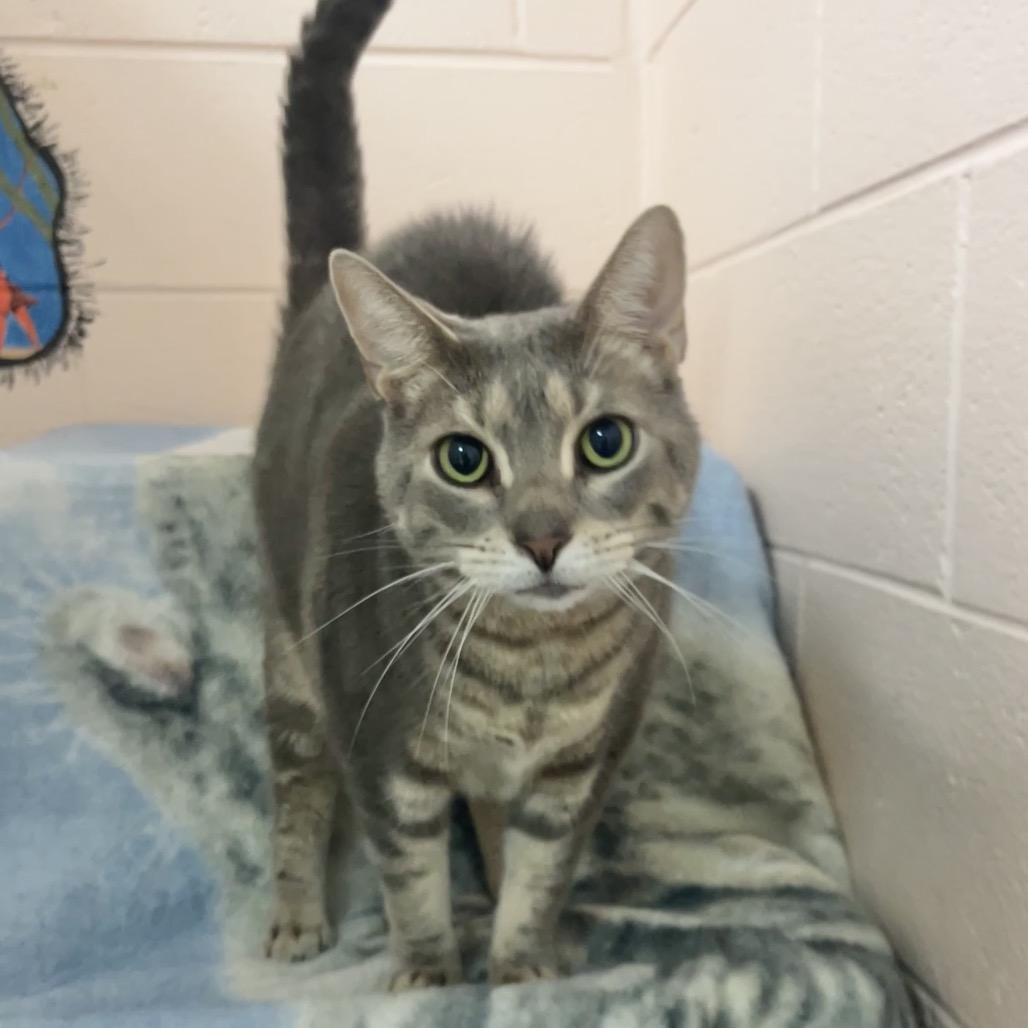 Enlarge Tom, a Adoptable mixed breed in Owosso, MI image 2/2