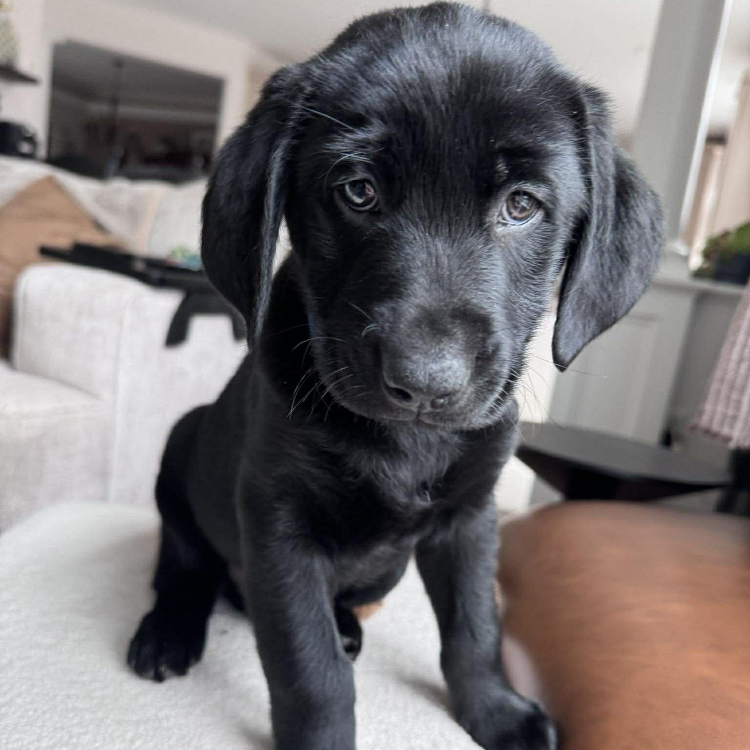 Seamus, adopted, Puppy Male Black Labrador Retriever & German Shepherd Dog.