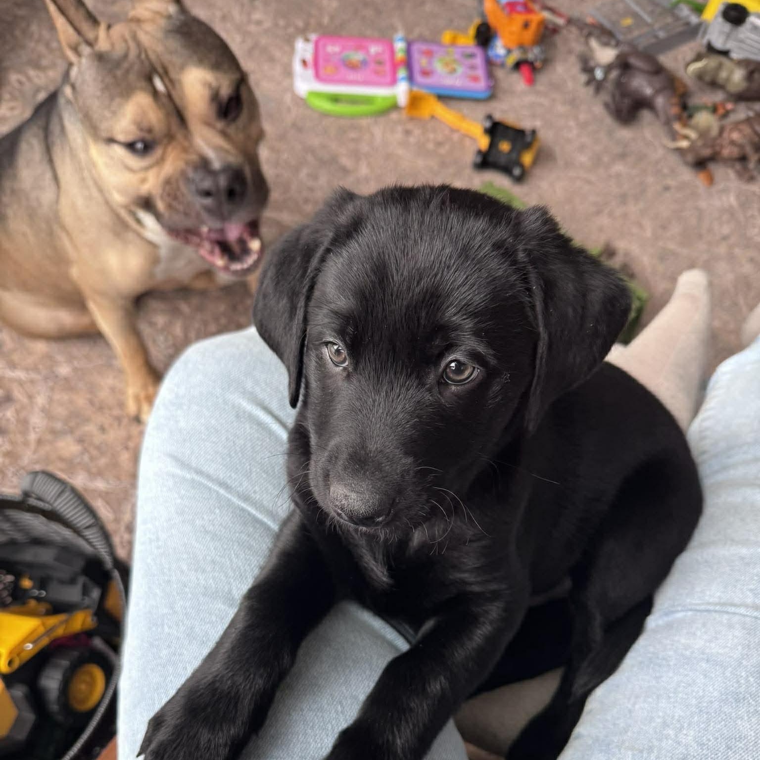 Enlarge Seamus, an adopted mixed breed in Spencerport, NY image 5/5