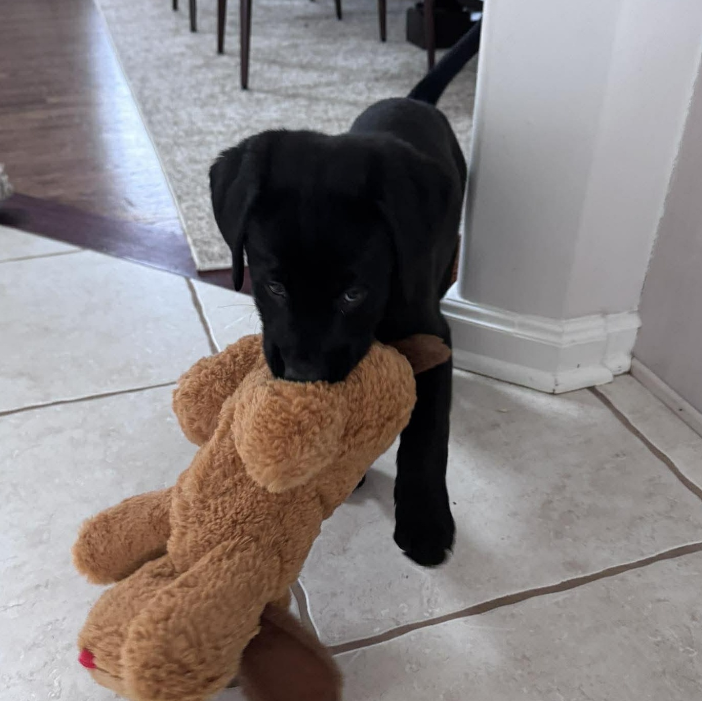 Enlarge Seamus, an adopted mixed breed in Spencerport, NY image 4/5