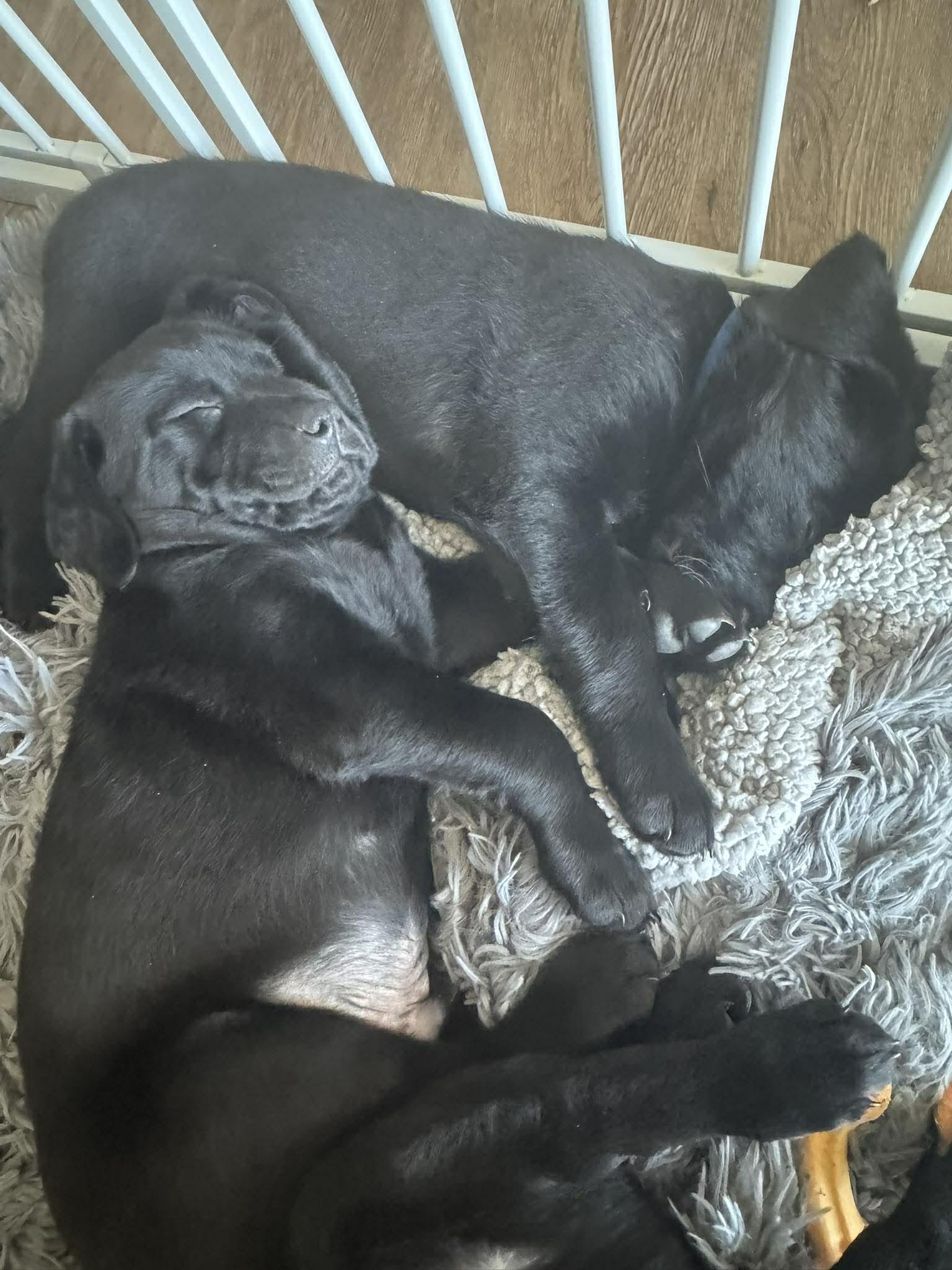 Enlarge Seamus, an adopted mixed breed in Spencerport, NY image 2/5