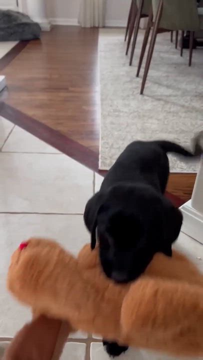 Enlarge Seamus, an adopted mixed breed in Spencerport, NY video 3/5