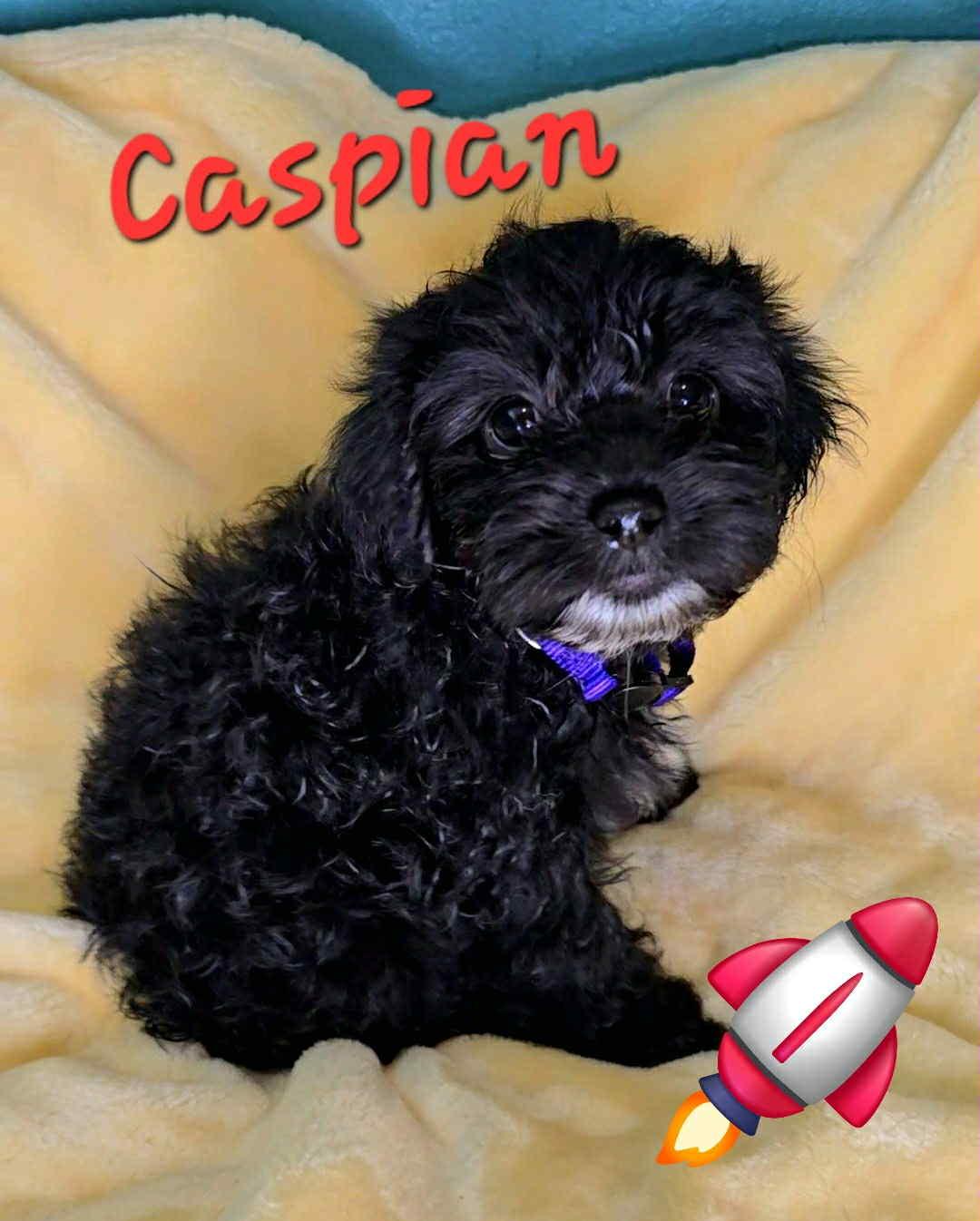 Enlarge Caspian (Bear), a Adopted mixed breed in Tempe, AZ image 1/3