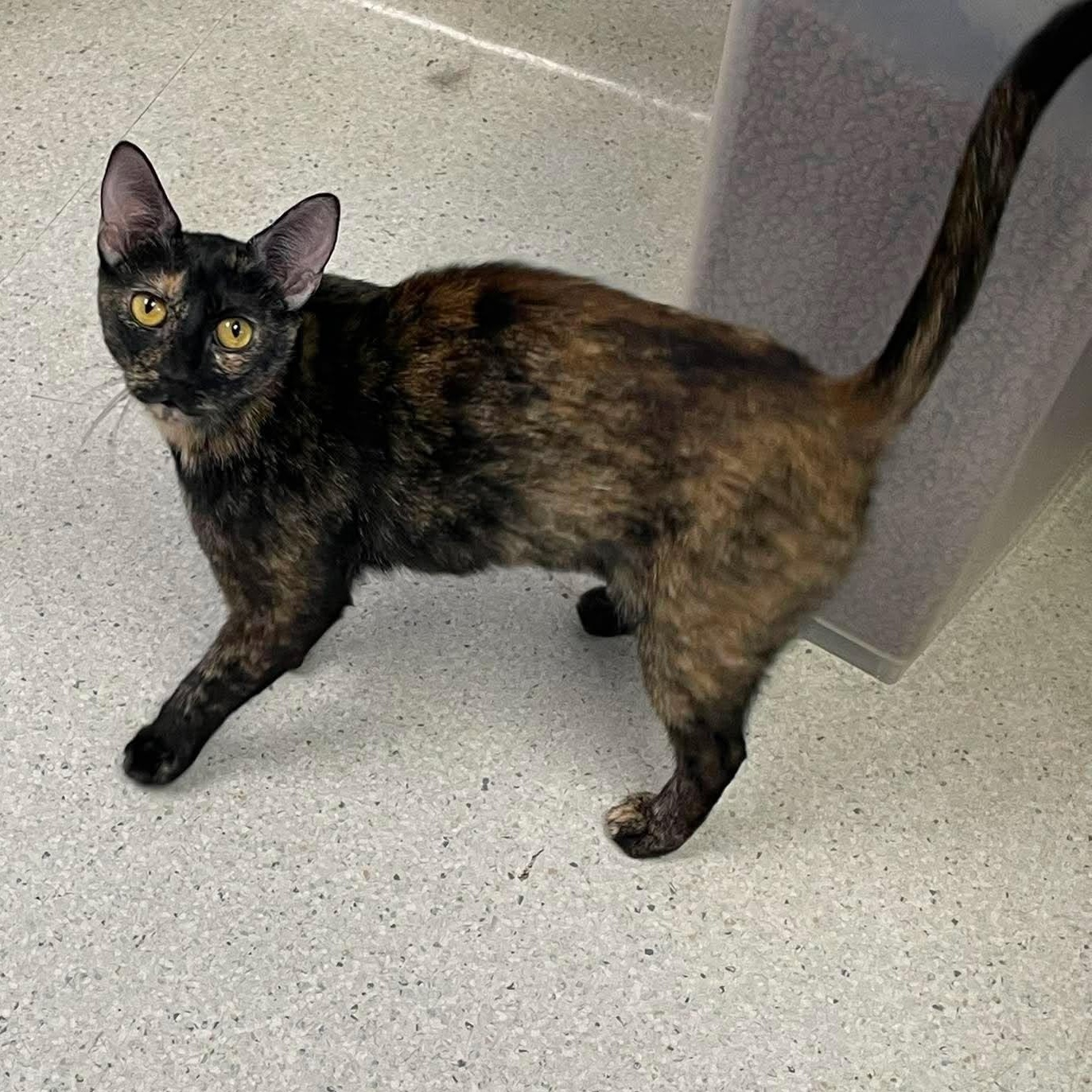 Samara, ADOPTABLE, Adult Female Domestic Short Hair.