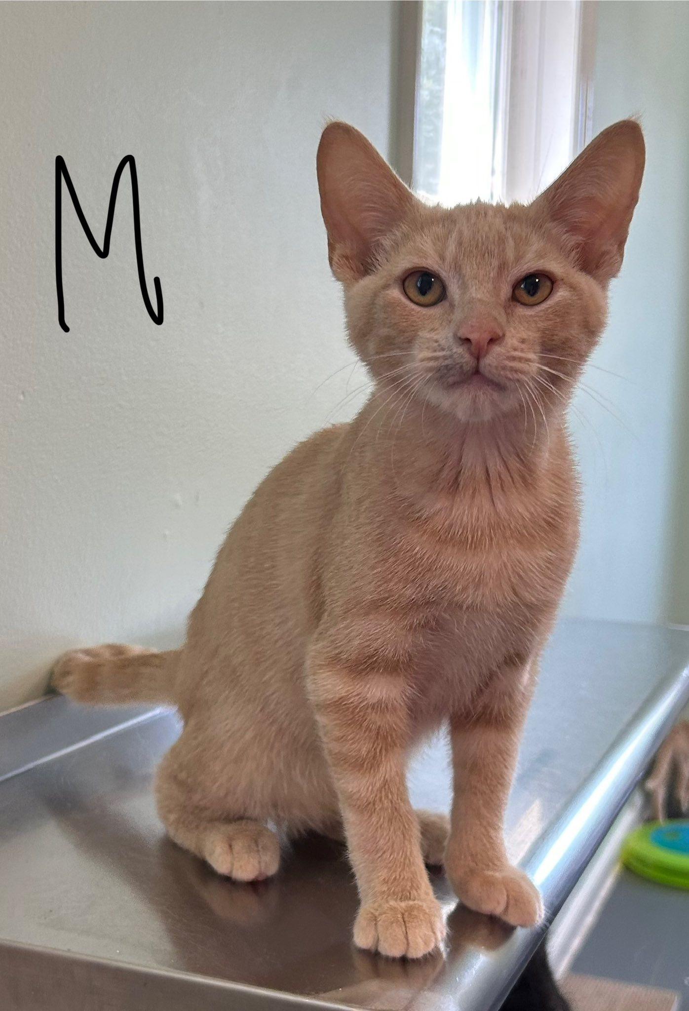 Orion, Young Male unknown