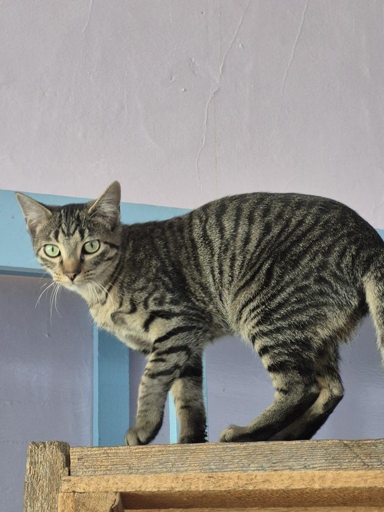 Enlarge Calgary, a Adoptable mixed breed in Wild Rose, WI image 1/3