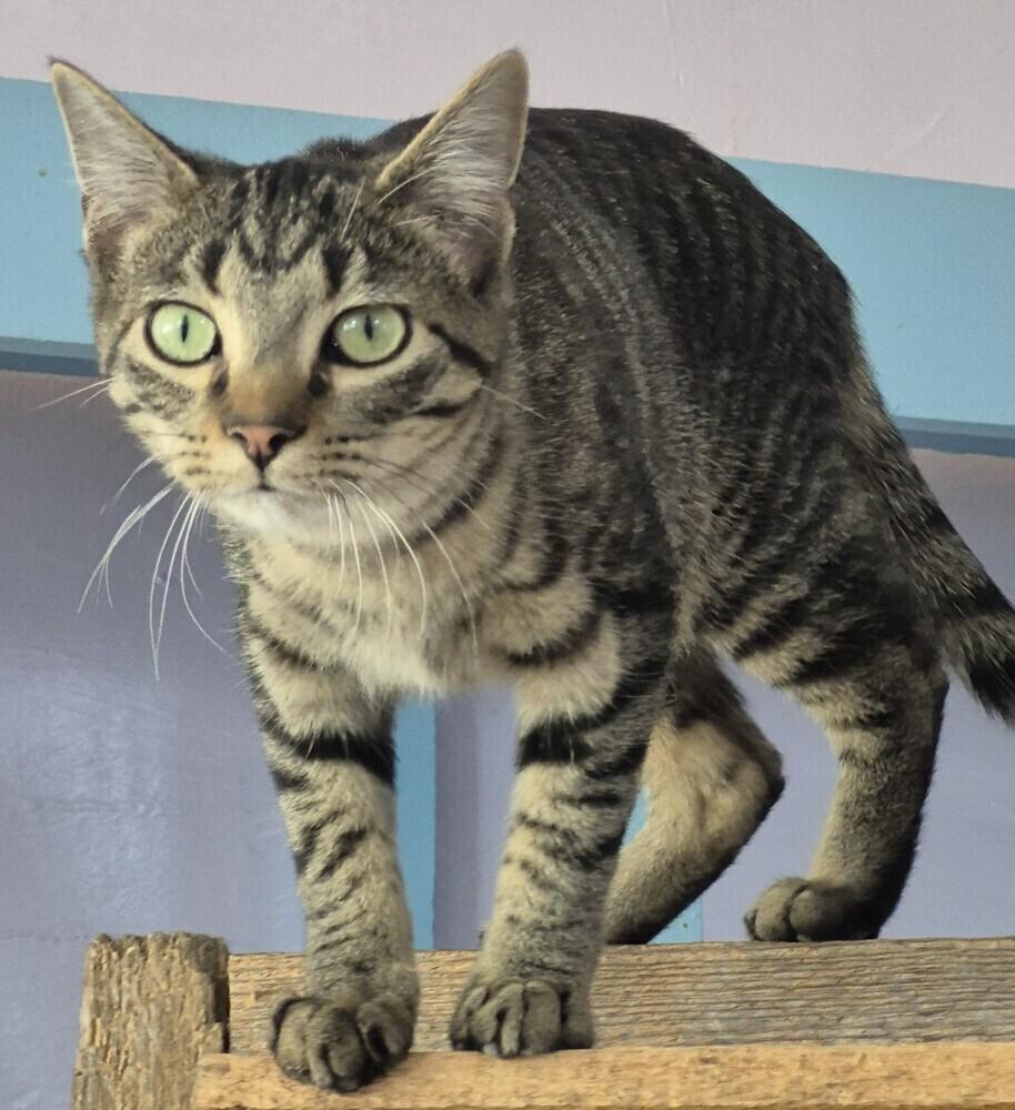 Enlarge Calgary, a Adoptable mixed breed in Wild Rose, WI image 3/3