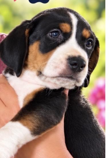 Enlarge Waylon, a Adoptable mixed breed in Scottsdale, AZ image 3/3