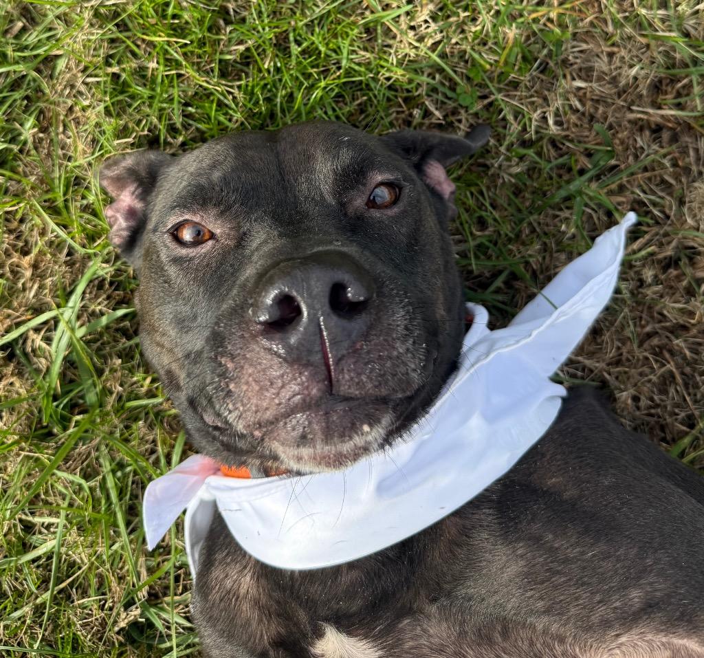 Emit, a Adoptable mixed breed in Gallatin, TN image 1/3