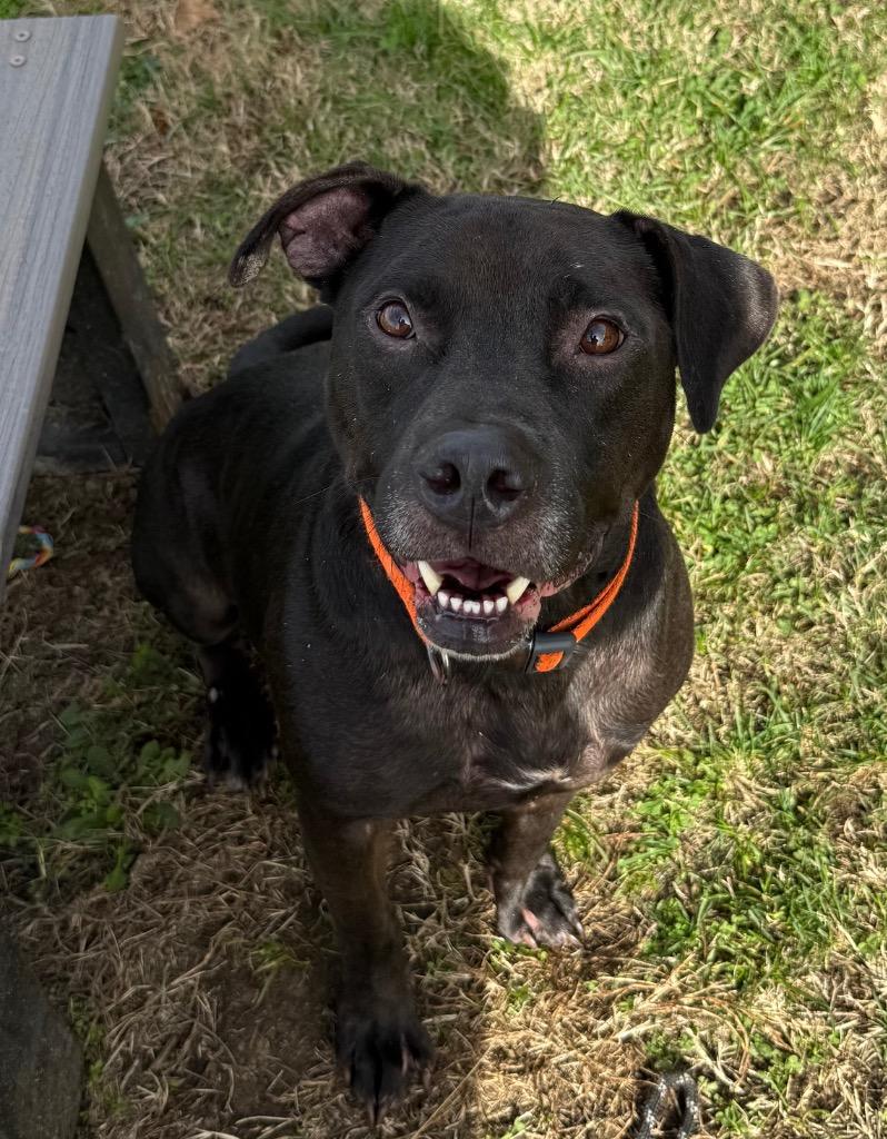 Emit, Adoptable, Adult Male Mixed Breed.