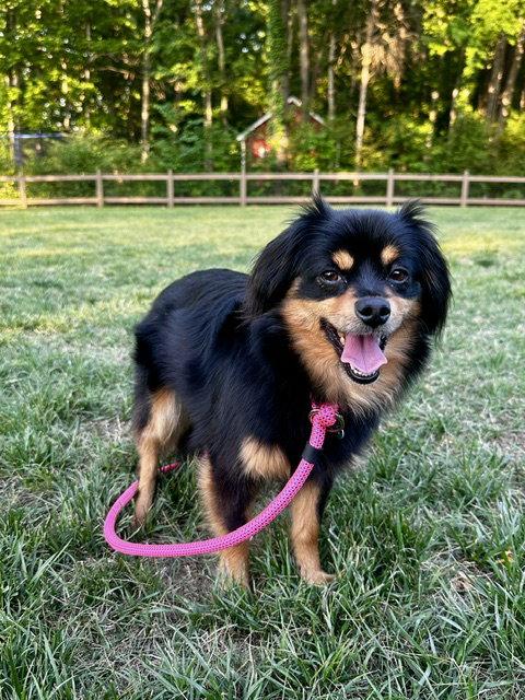 Louisa, a Adoptable mixed breed in Charlotte, NC image 1/3