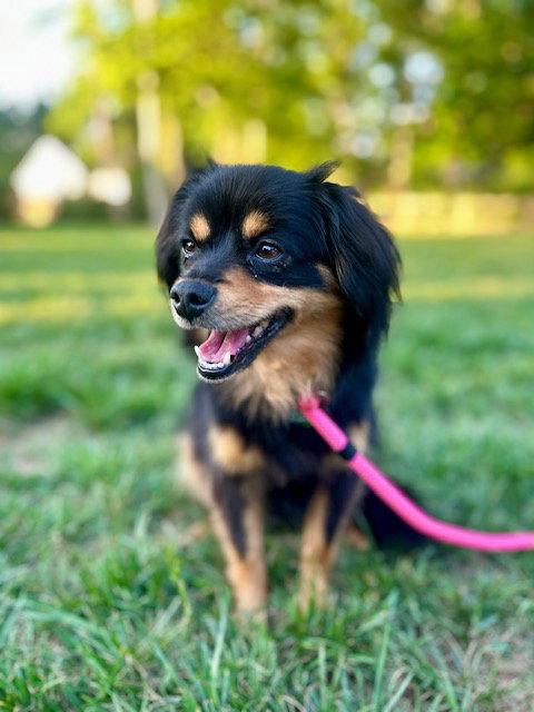 Louisa, a Adoptable mixed breed in Charlotte, NC image 2/3