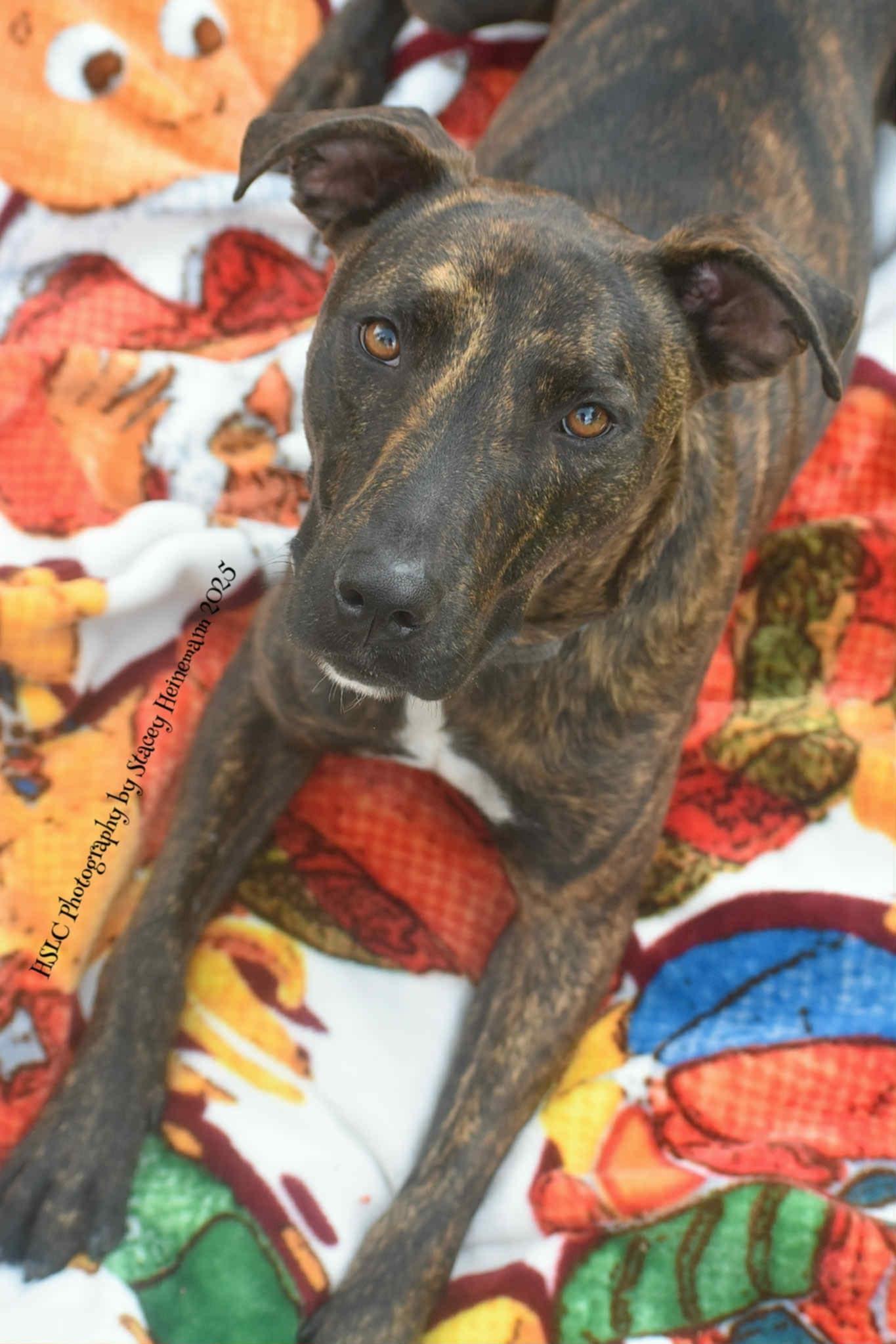 Enlarge Luigi *Trained*, a Adoptable mixed breed in Umatilla, FL image 5/6