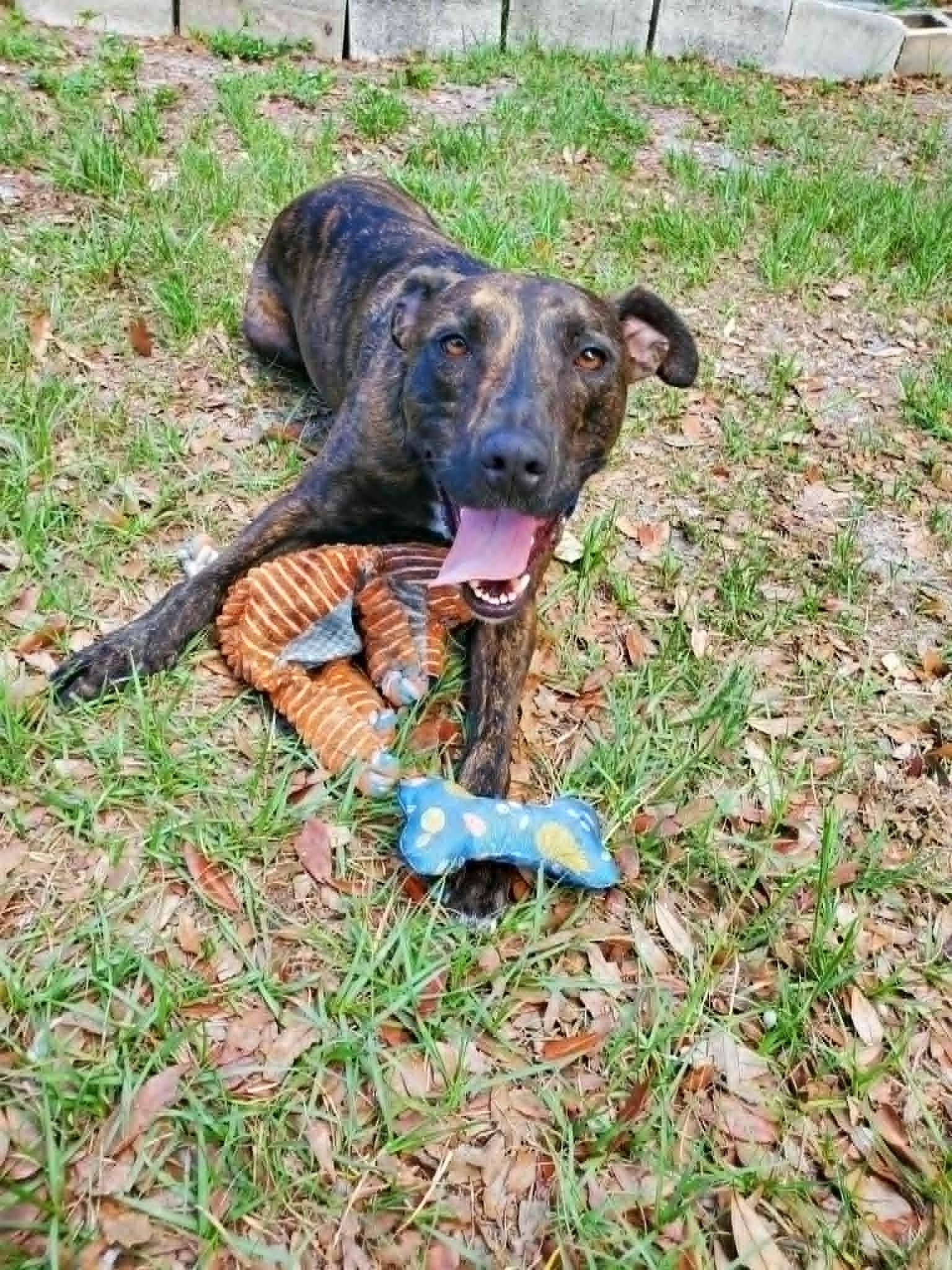 Luigi *Trained & SPONSORED*, a Adoptable mixed breed in Umatilla, FL image 3/6
