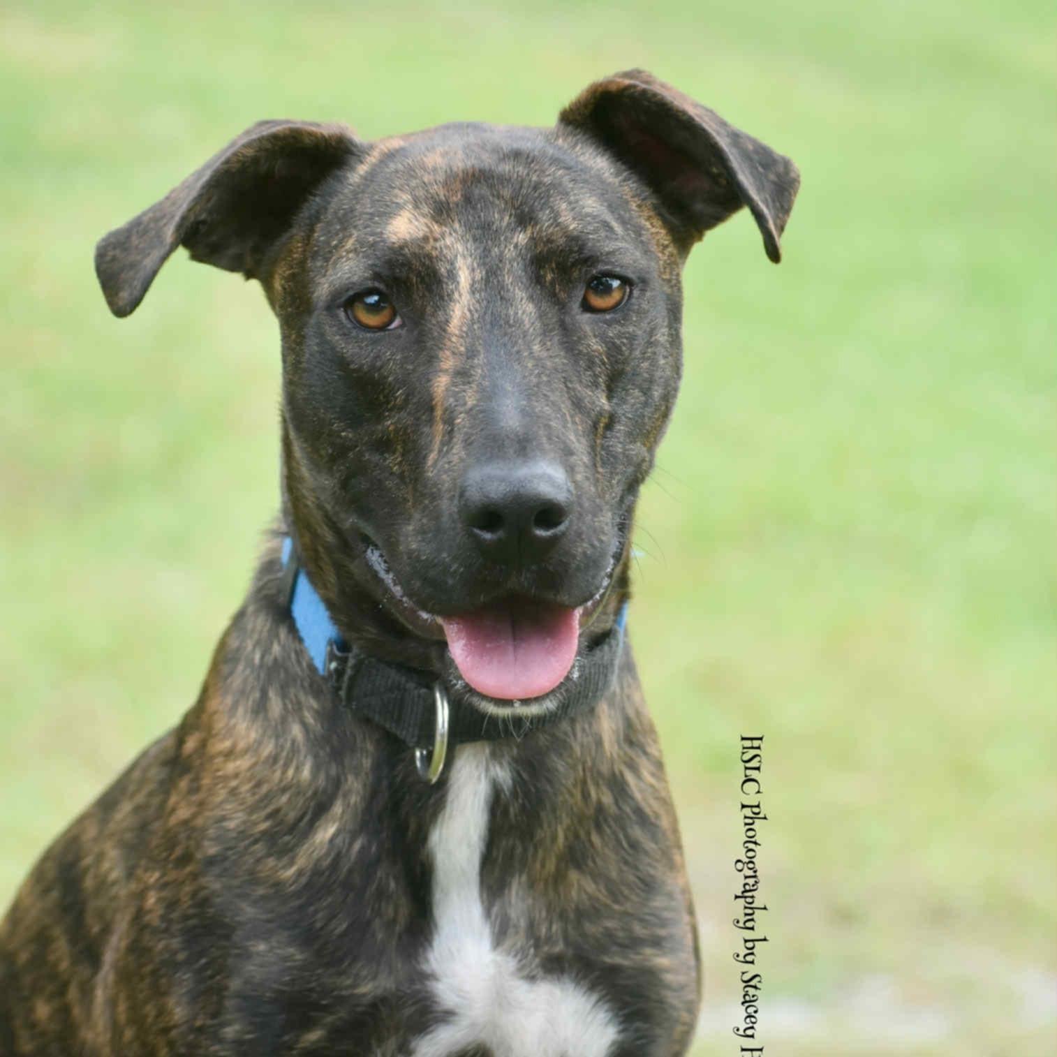 Enlarge Luigi *Trained*, a Adoptable mixed breed in Umatilla, FL image 1/6