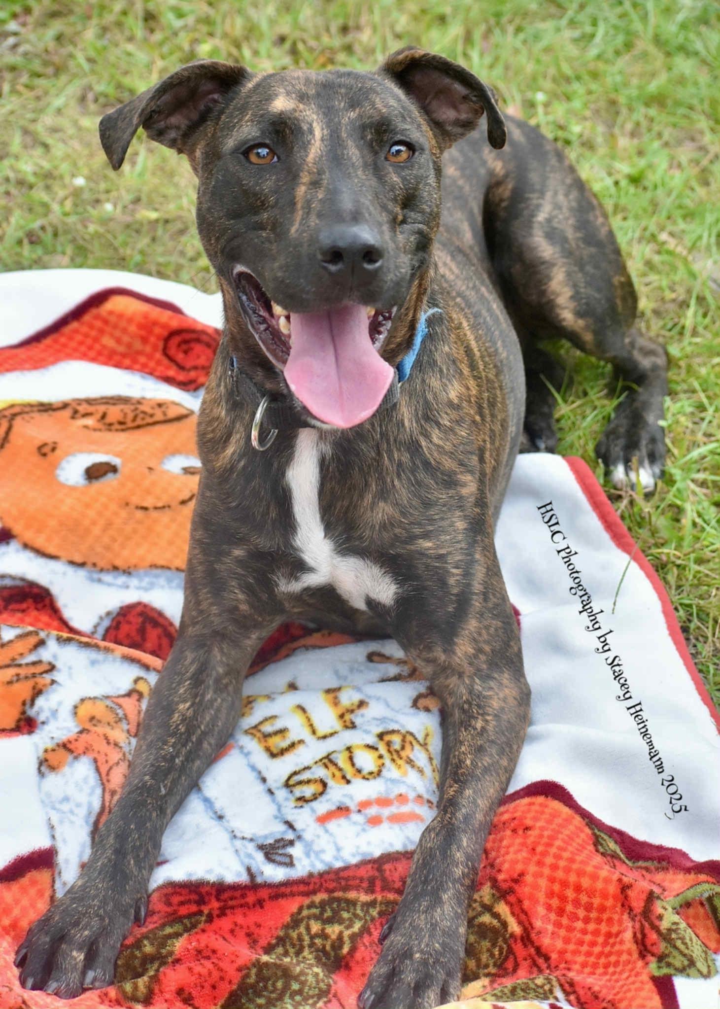Luigi *Trained*, a Adoptable Mixed Breed in Umatilla, FL image 6/6