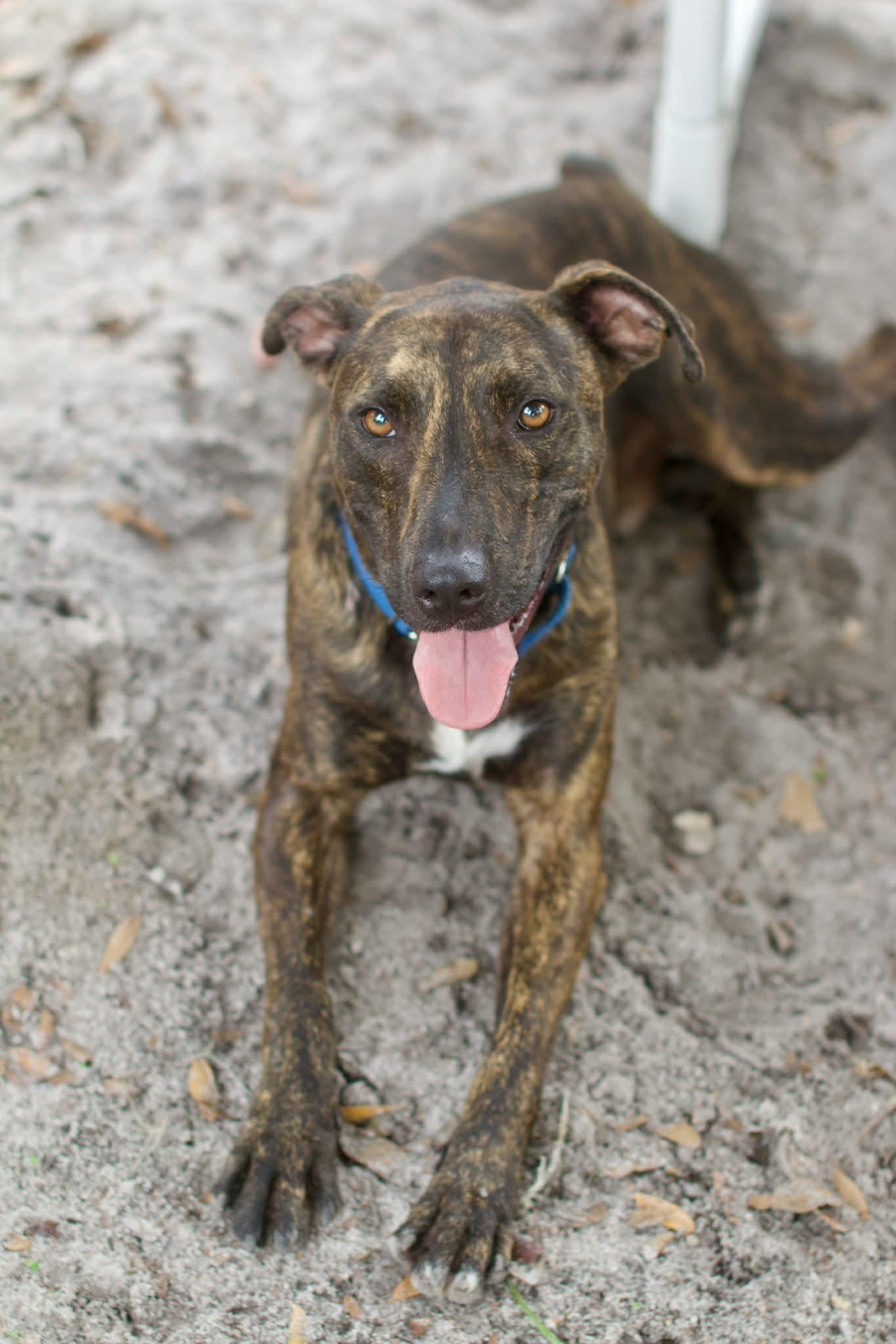 Luigi *Trained & SPONSORED*, Adoptable, Adult Male Greyhound.