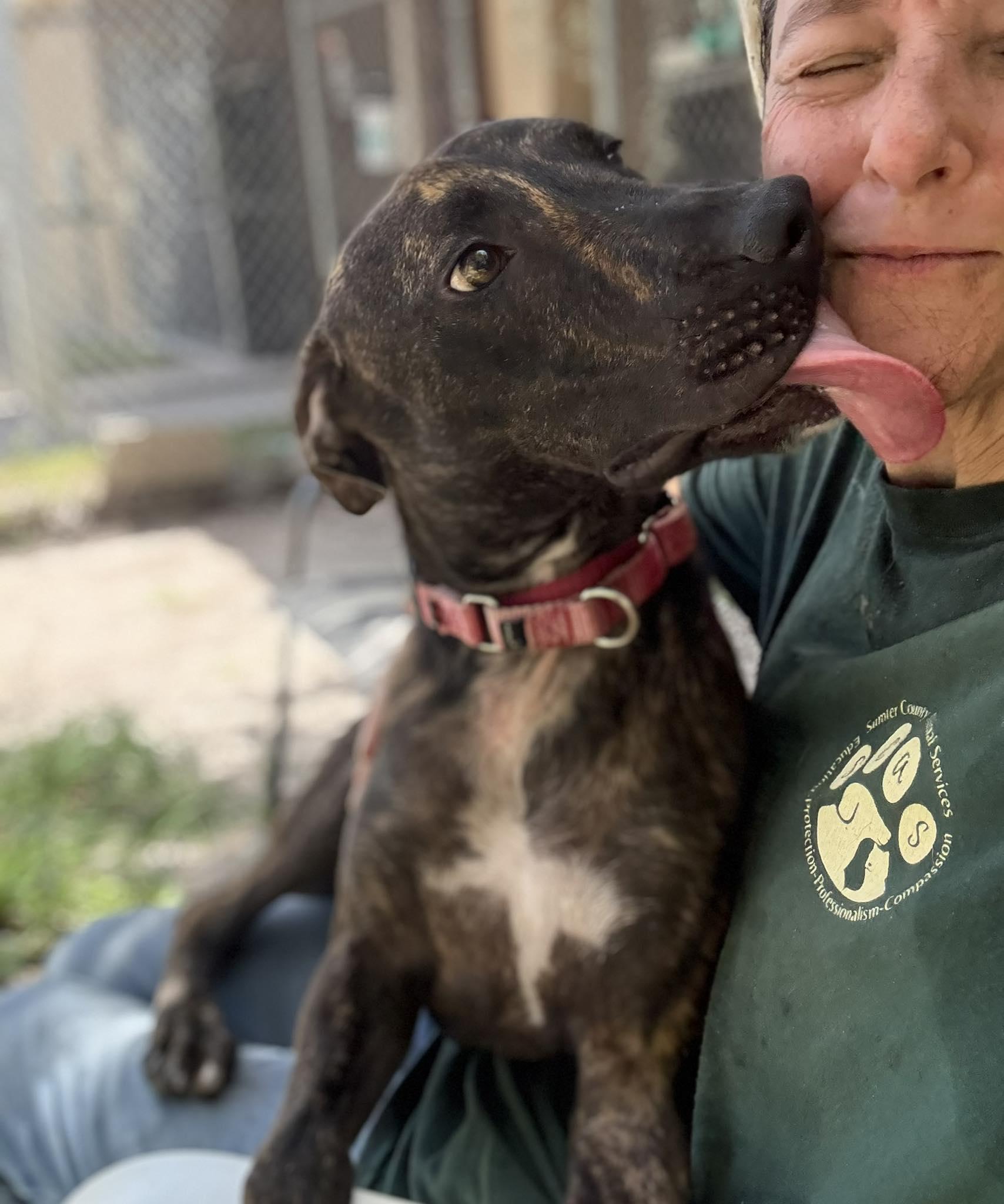 Luigi *Trained*, a Adoptable Mixed Breed in Umatilla, FL image 5/6