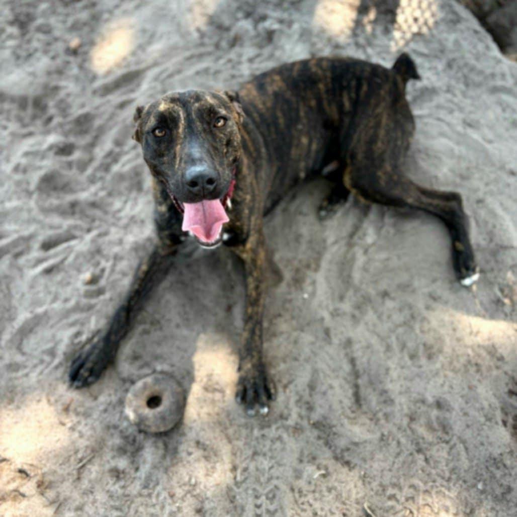 Luigi *Trained*, a Adoptable Mixed Breed in Umatilla, FL image 3/6