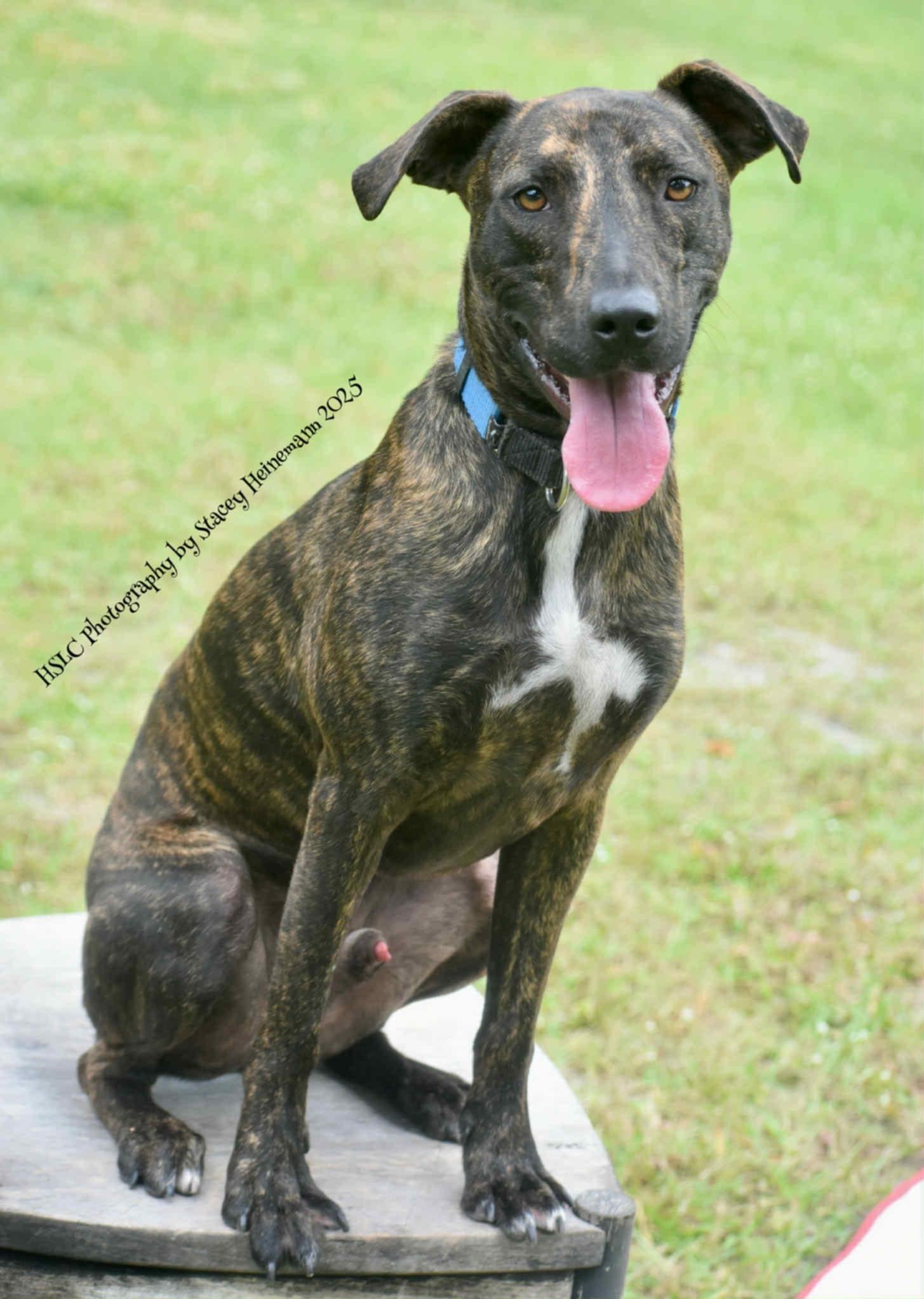 Enlarge Luigi *Trained*, a Adoptable mixed breed in Umatilla, FL image 6/6