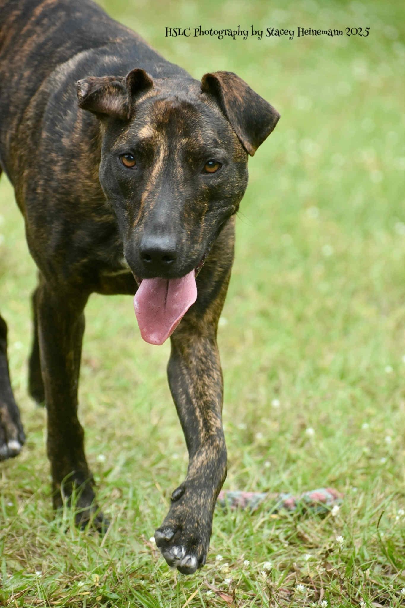 Luigi *Trained*, a Adoptable Mixed Breed in Umatilla, FL image 4/6