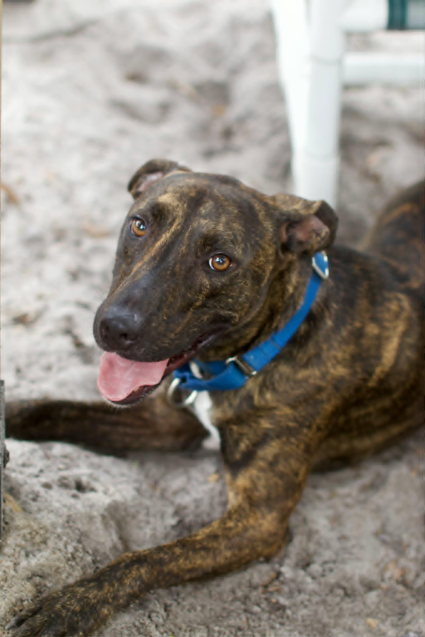 Luigi *Trained & SPONSORED*, a Adoptable mixed breed in Umatilla, FL image 6/6