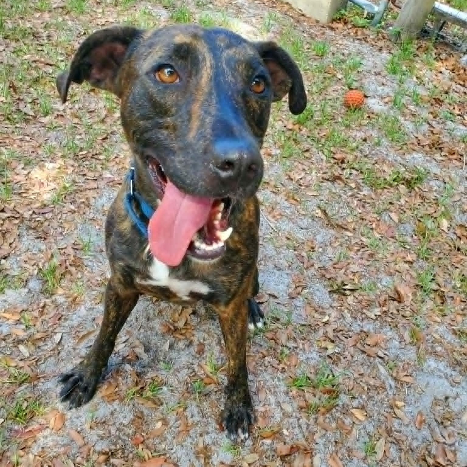 Luigi *Trained & SPONSORED*, a Adoptable mixed breed in Umatilla, FL image 2/6
