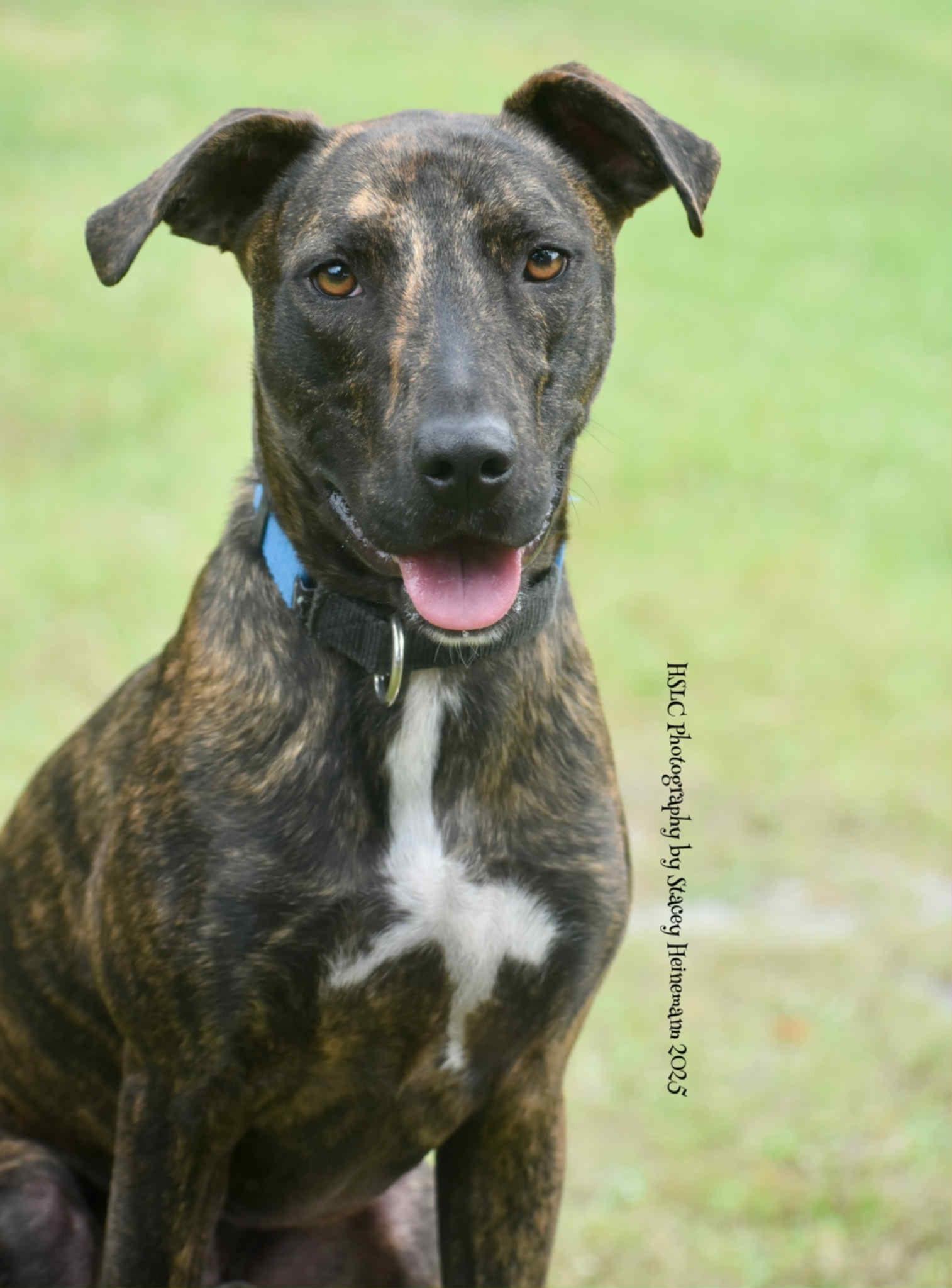 Luigi *Trained*, a Adoptable Mixed Breed in Umatilla, FL image 2/6