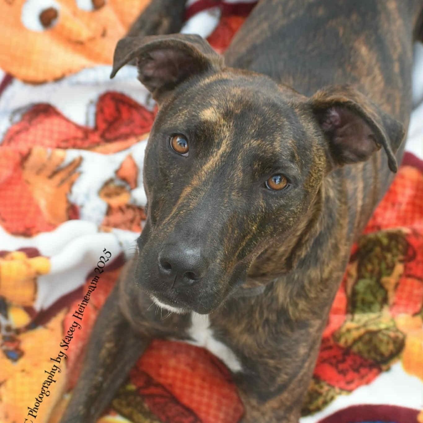 Luigi *Trained*, Adoptable, Adult Male Mixed Breed.