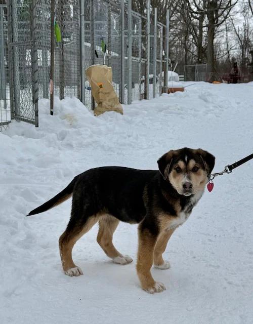 Rita, adopted, Puppy Female Shepherd & Mastiff.